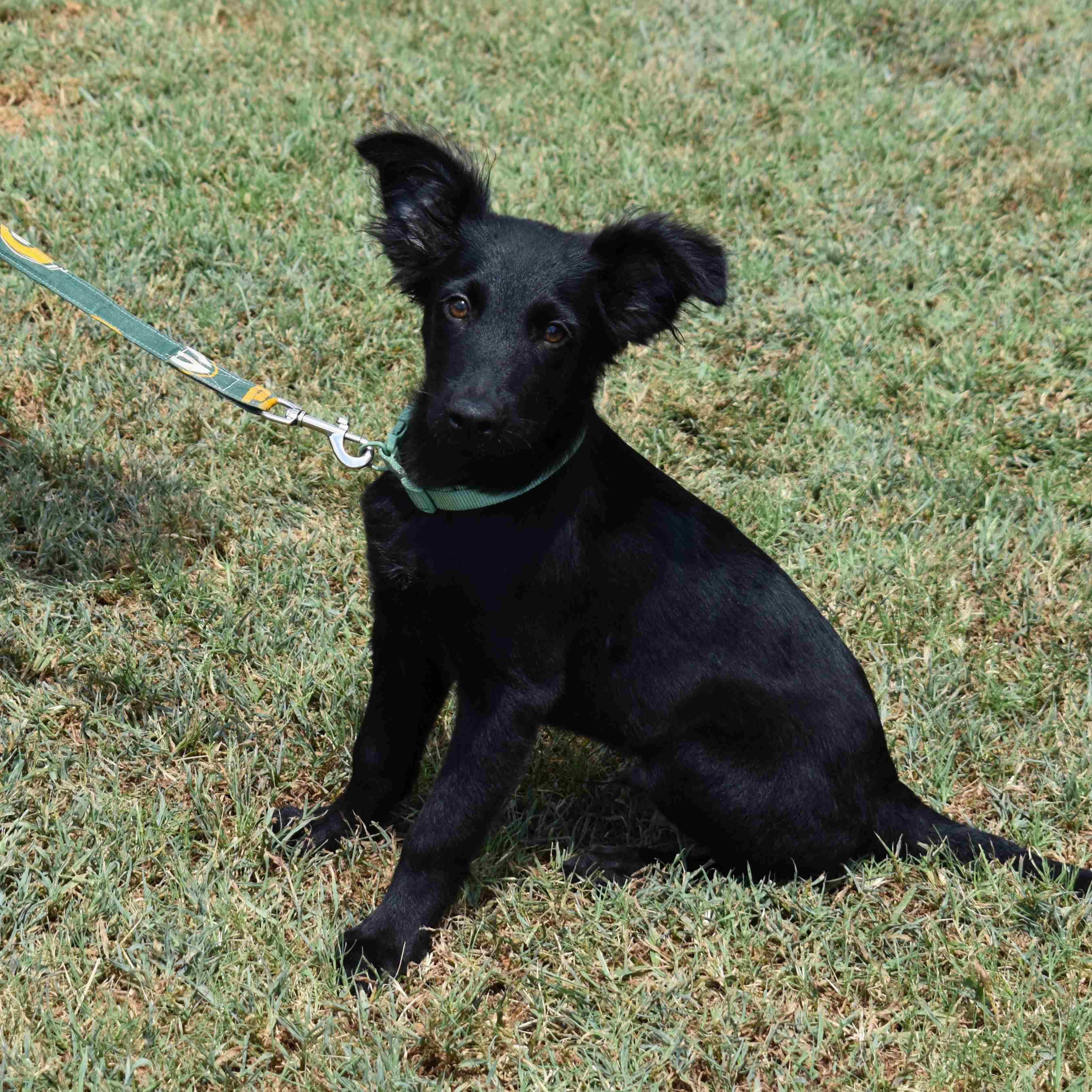 Hooch, an adopted Mixed Breed in Searcy, AR image 1/6