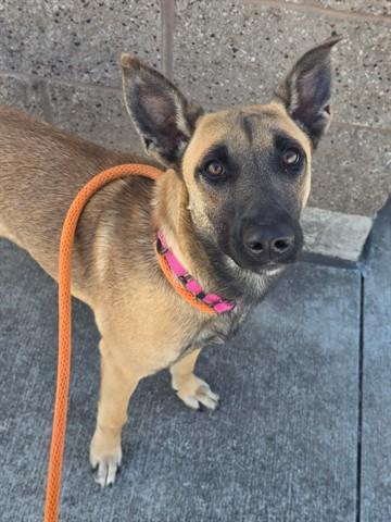Tillie, Adopted, Young Female Belgian Shepherd / Malinois.