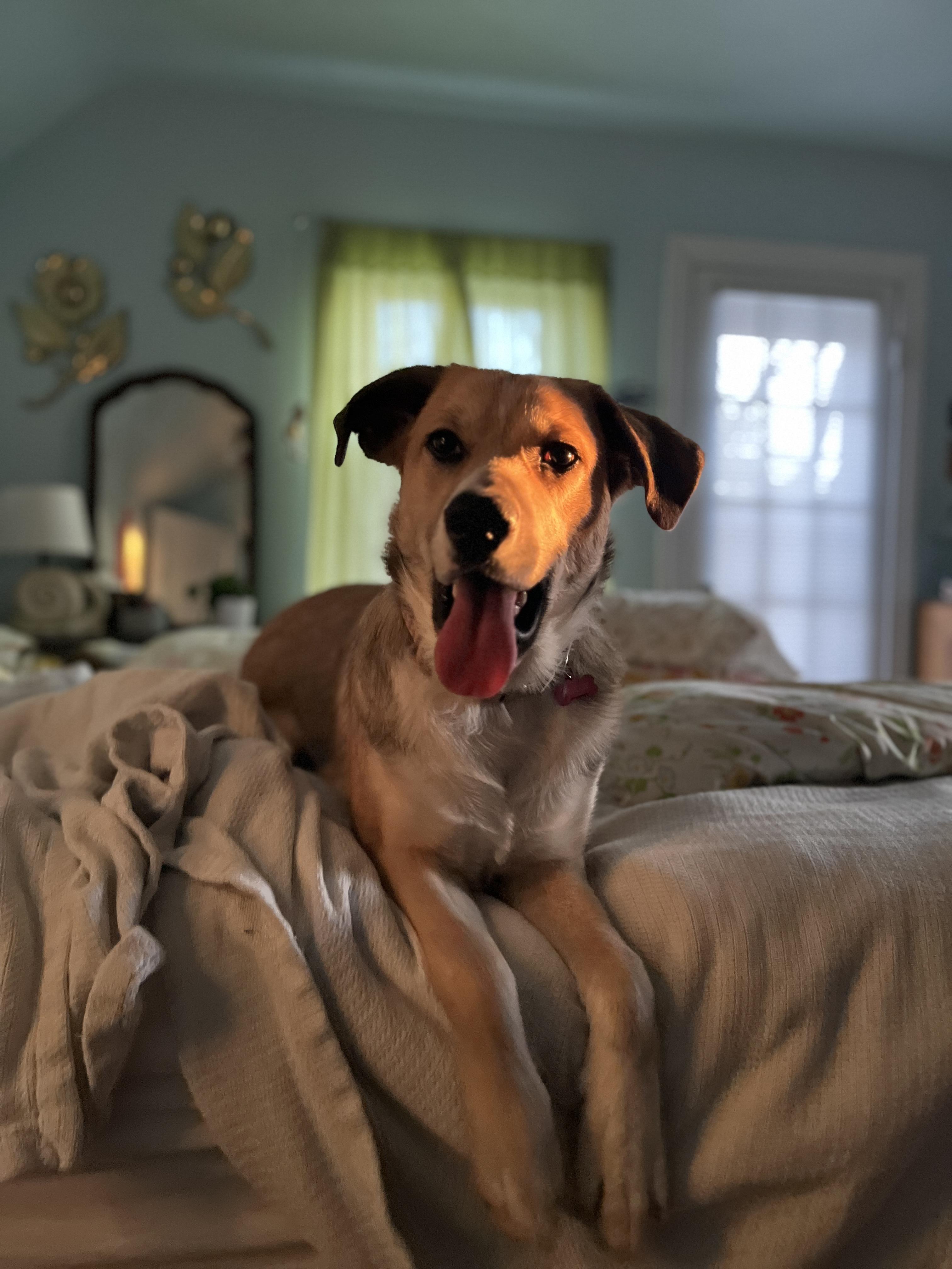 Enlarge Dollie (in foster), an adopted mixed breed in Petersburg, VA image 4/6