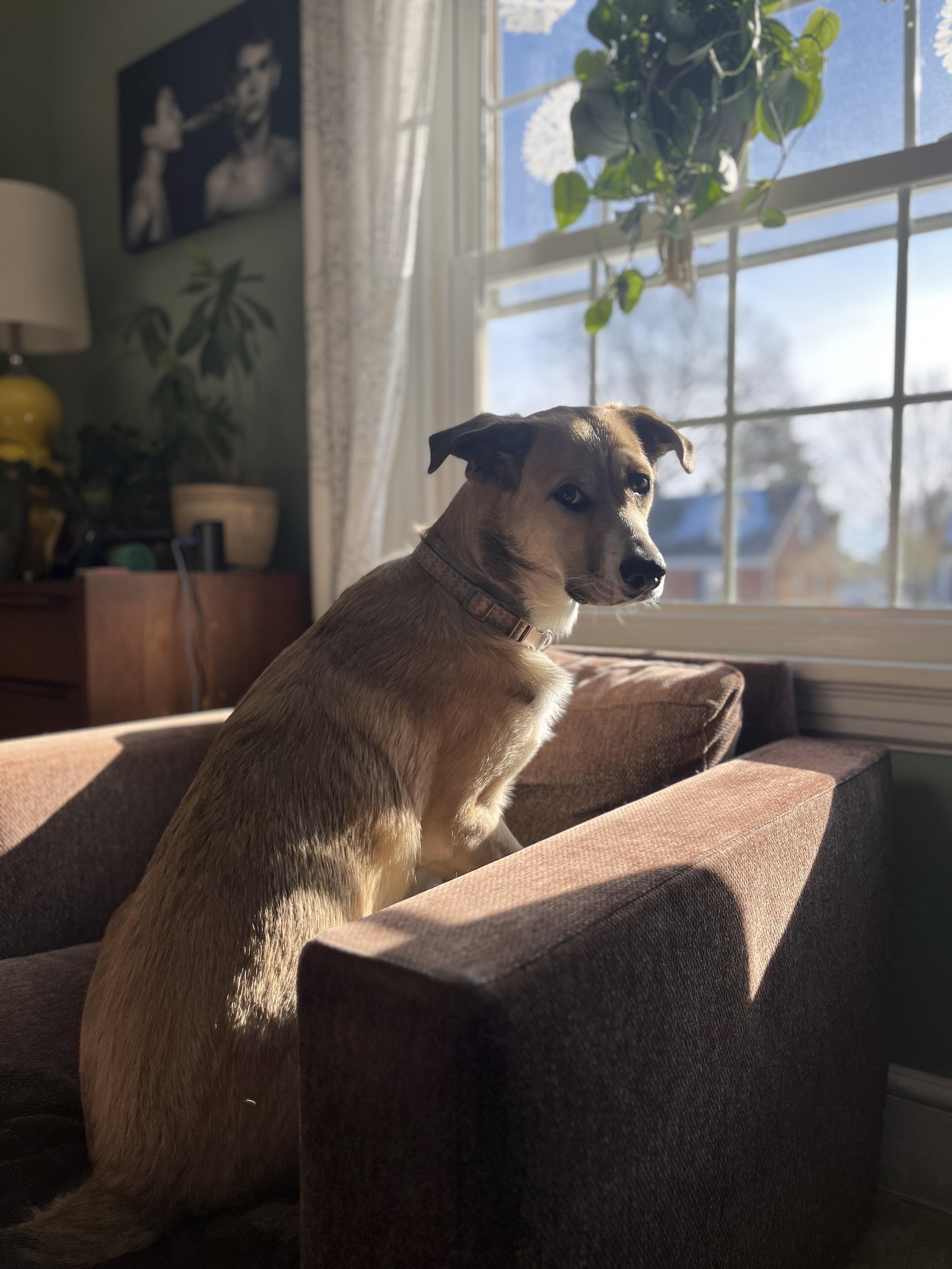 Enlarge Dollie (in foster), an adopted mixed breed in Petersburg, VA image 1/6