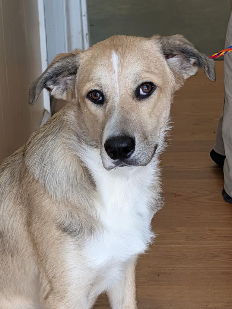 Dollie, adopted, Young Female Anatolian Shepherd & Great Pyrenees.