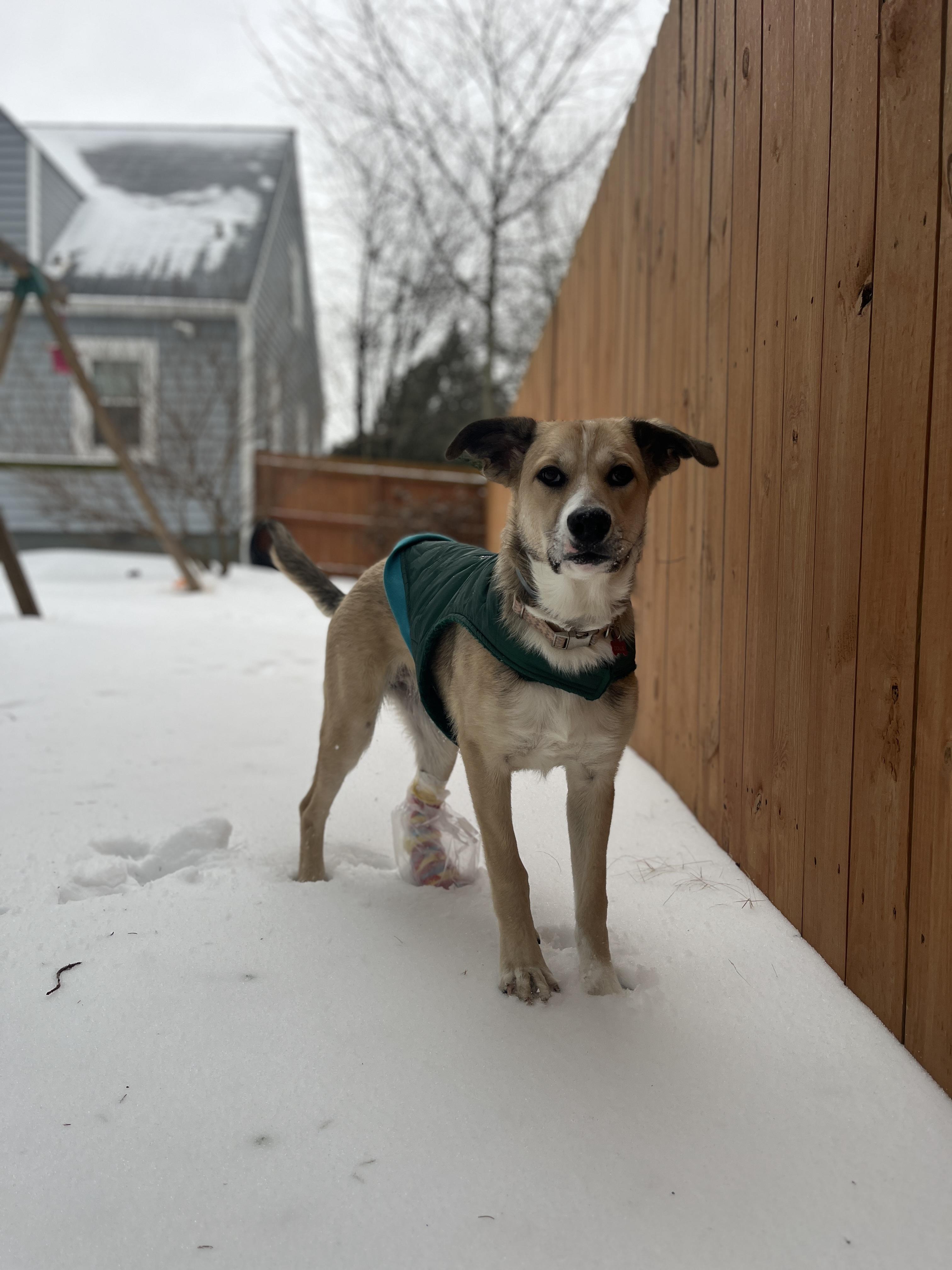 Enlarge Dollie (in foster), an adopted mixed breed in Petersburg, VA image 3/6