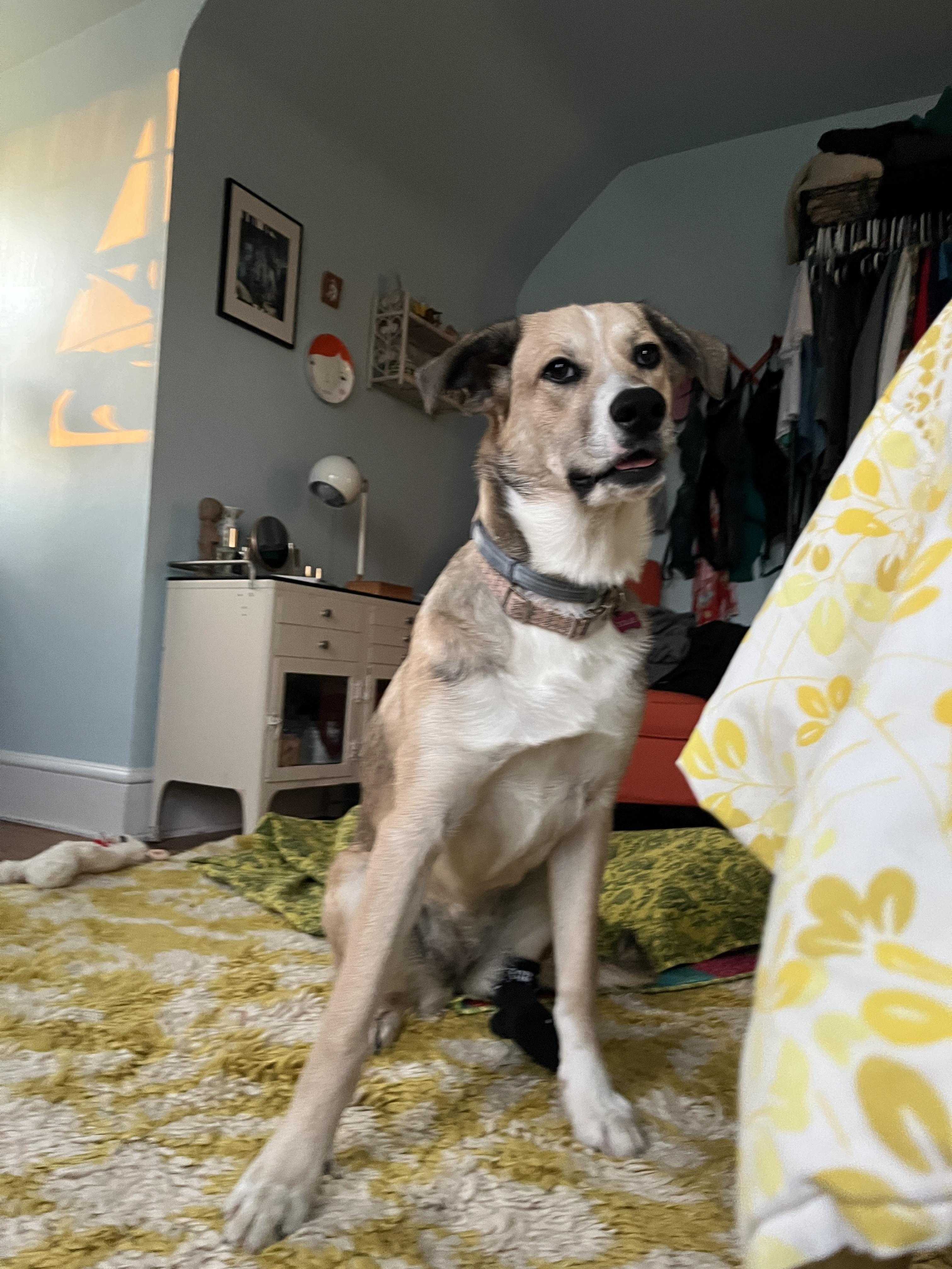 Enlarge Dollie (in foster), an adopted mixed breed in Petersburg, VA image 5/6