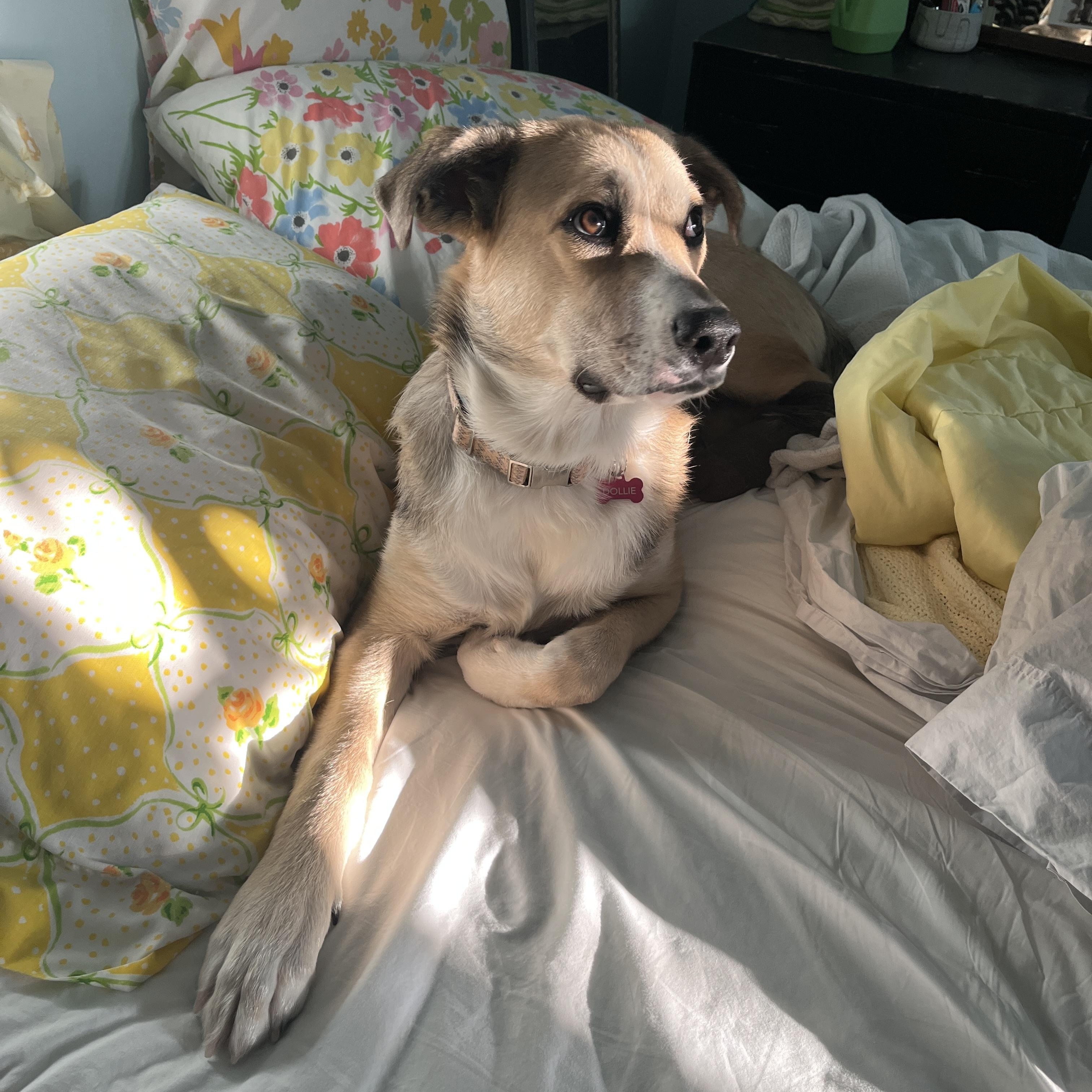 Enlarge Dollie (in foster), an adopted mixed breed in Petersburg, VA image 2/6