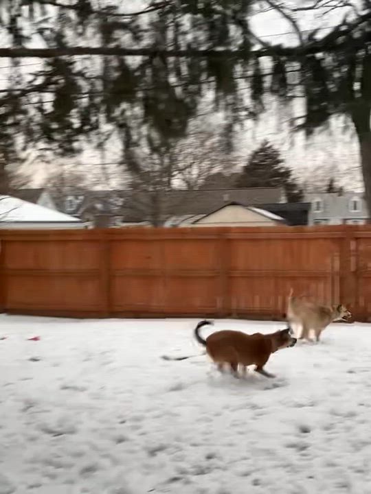 Enlarge Dollie (in foster), an adopted mixed breed in Petersburg, VA video 6/6