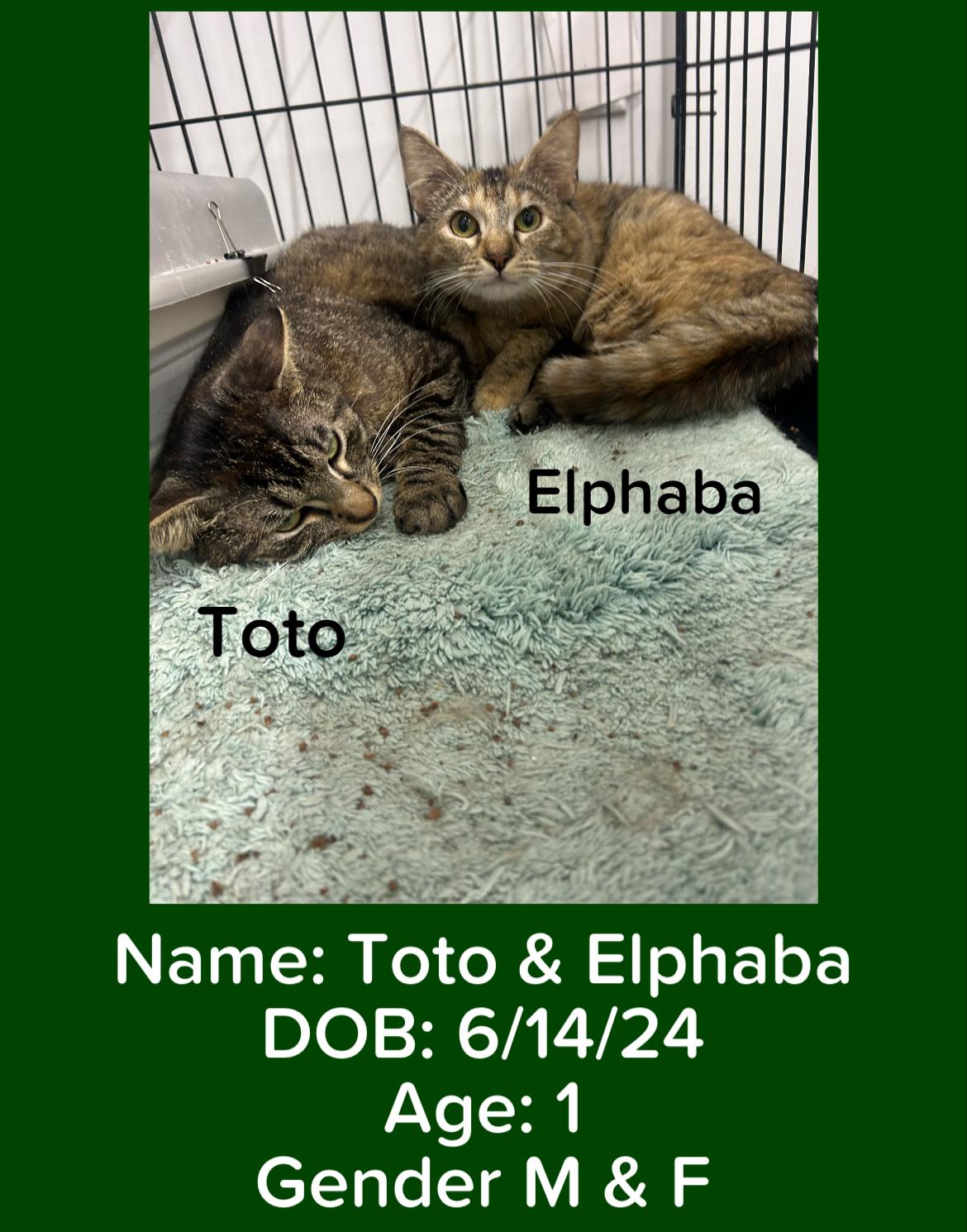 Toto & Elphaba, an adoptable Domestic Short Hair in Le Mars, IA, 51031 | Photo Image 3