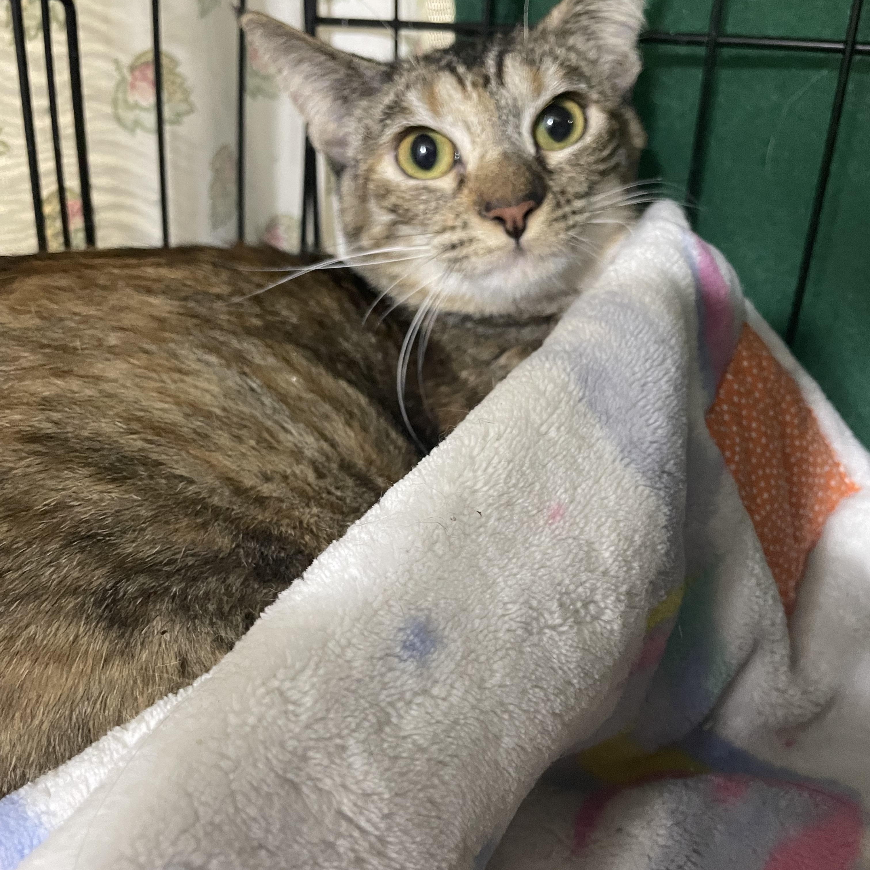 Toto & Elphaba, an adoptable Domestic Short Hair in Le Mars, IA, 51031 | Photo Image 4