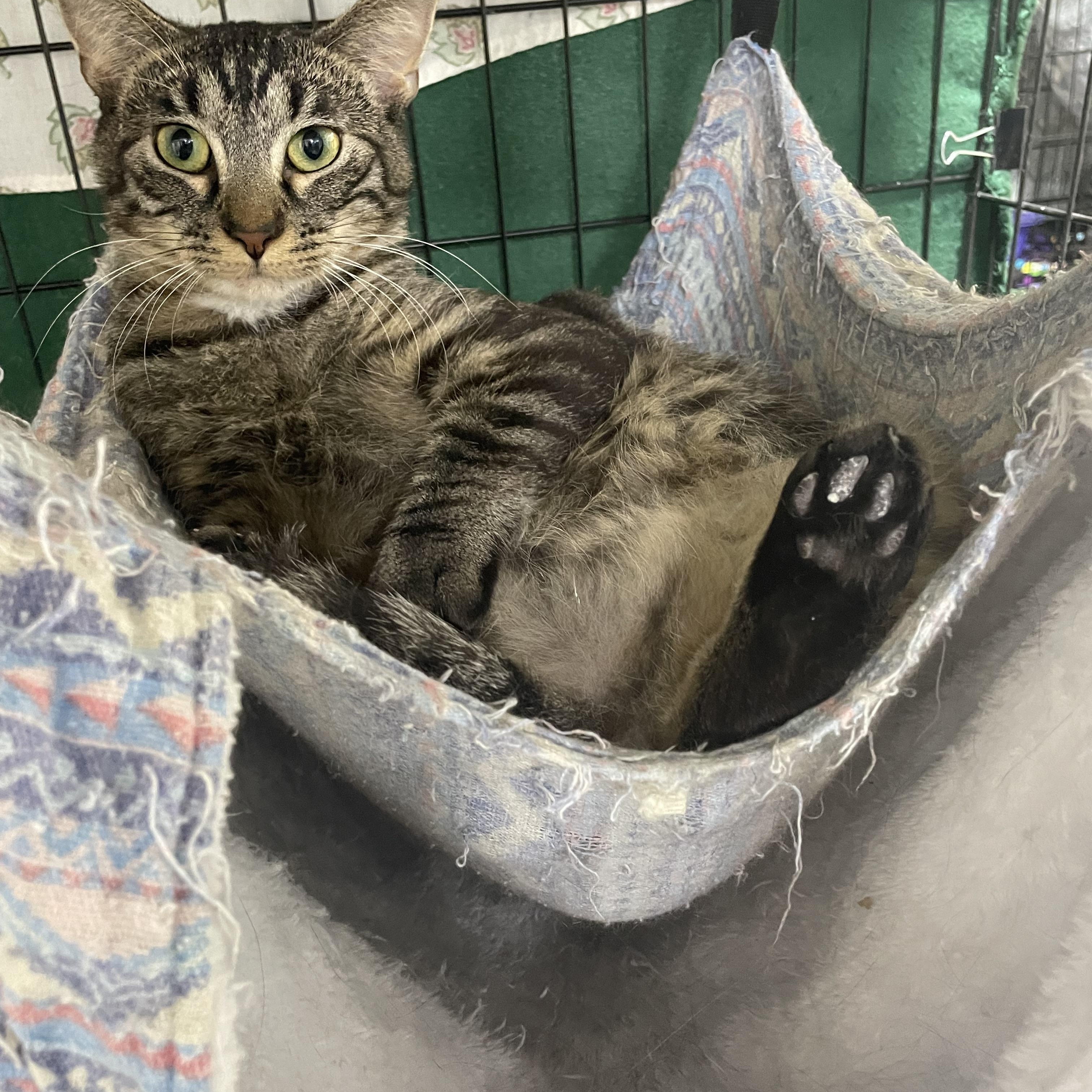 Toto & Elphaba, an adoptable Domestic Short Hair in Le Mars, IA, 51031 | Photo Image 1