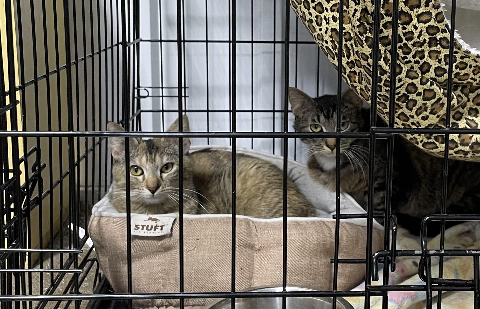 Toto & Elphaba, an adoptable Domestic Short Hair in Le Mars, IA, 51031 | Photo Image 2