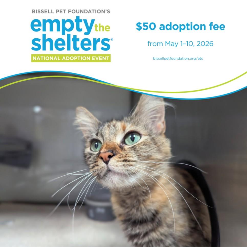 Enlarge KIWI*, a Adoptable Domestic Medium Hair in Santa Cruz, CA image 1/1