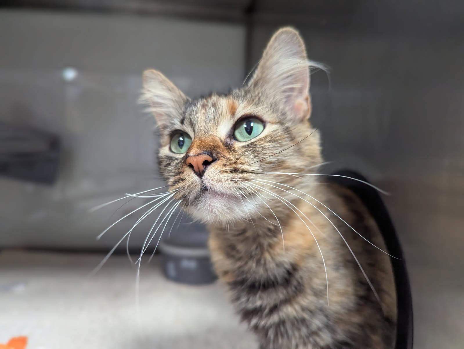 KIWI*, Adoptable, Young Female Domestic Medium Hair.
