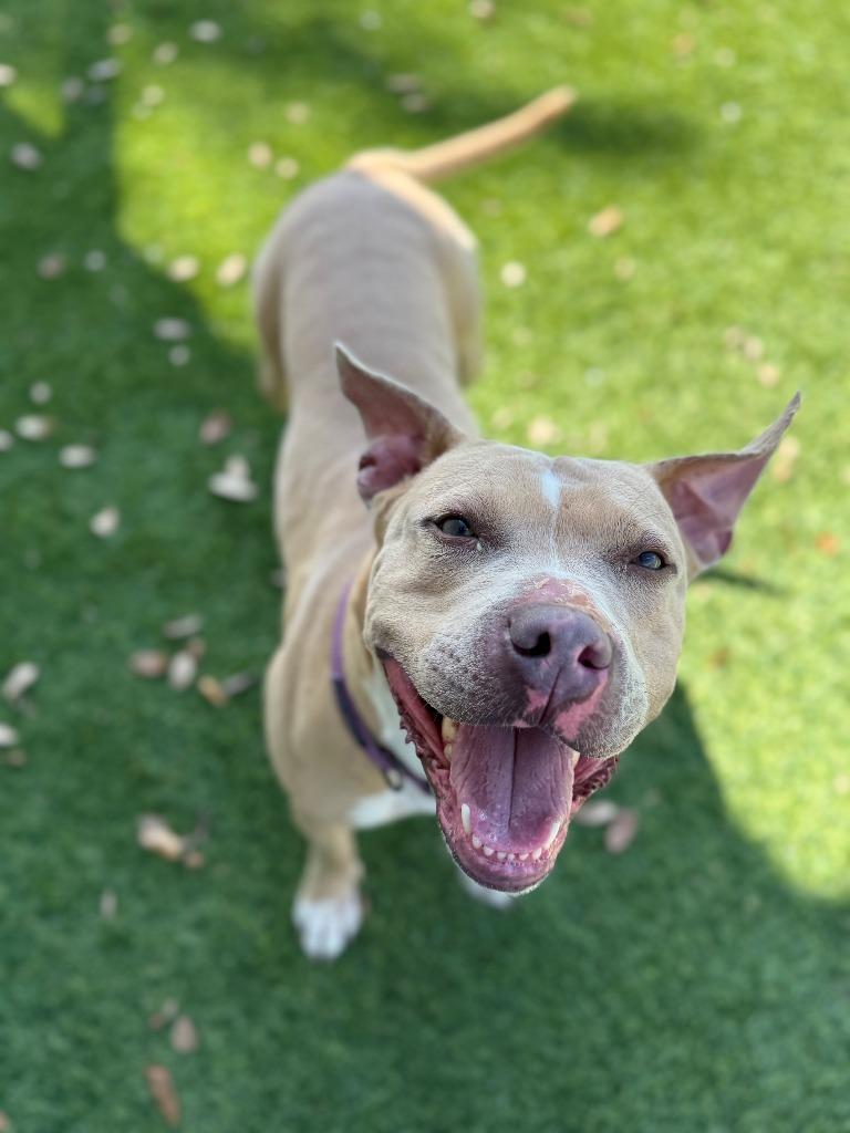 Annie, Adoptable, Adult Female Pit Bull Terrier.