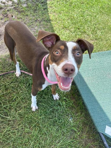 Prin, Adoptable, Puppy Female Mixed Breed & Mixed Breed.