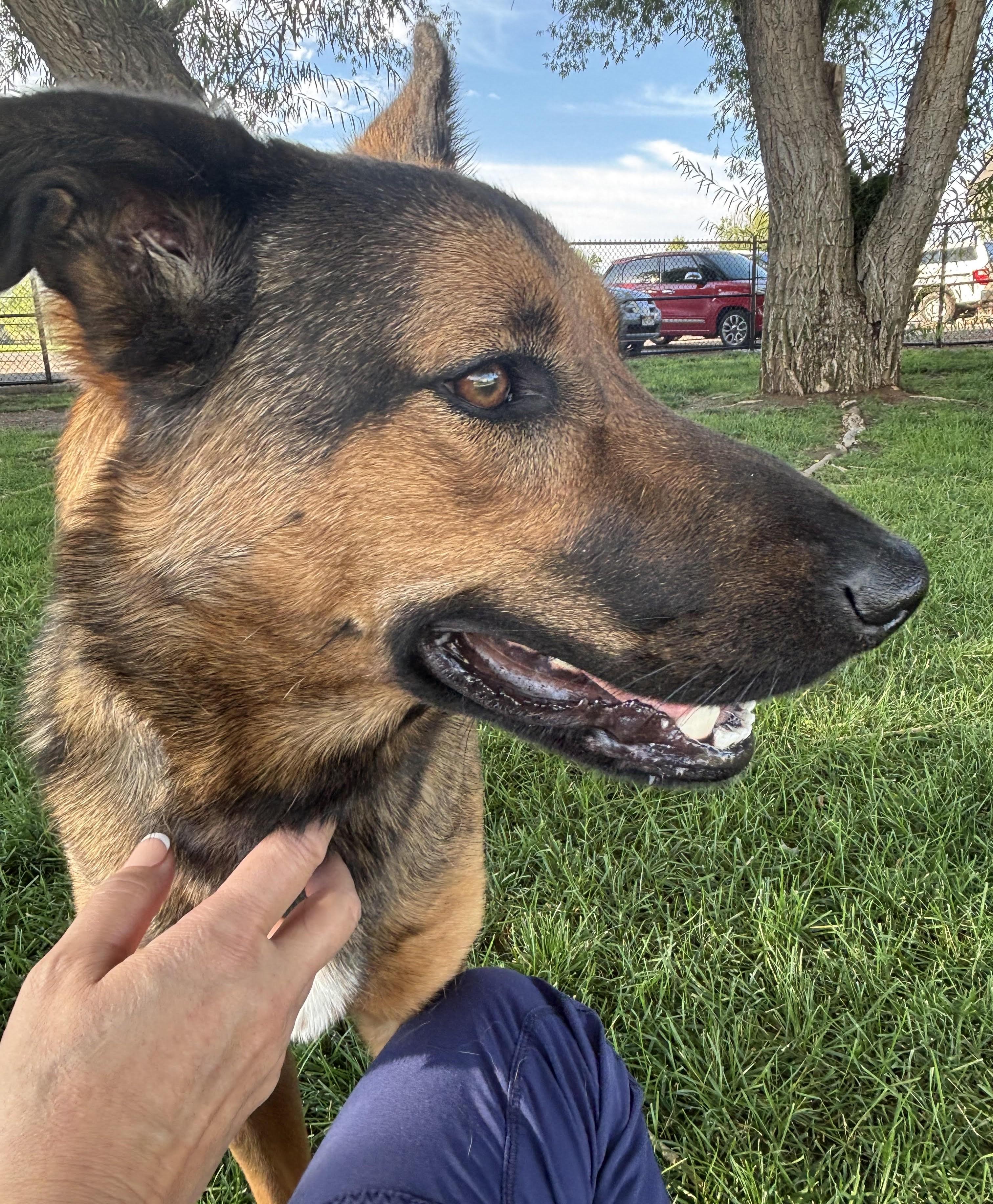 Enlarge Jazu, a Adopted German Shepherd Dog in Montrose, CO image 6/6