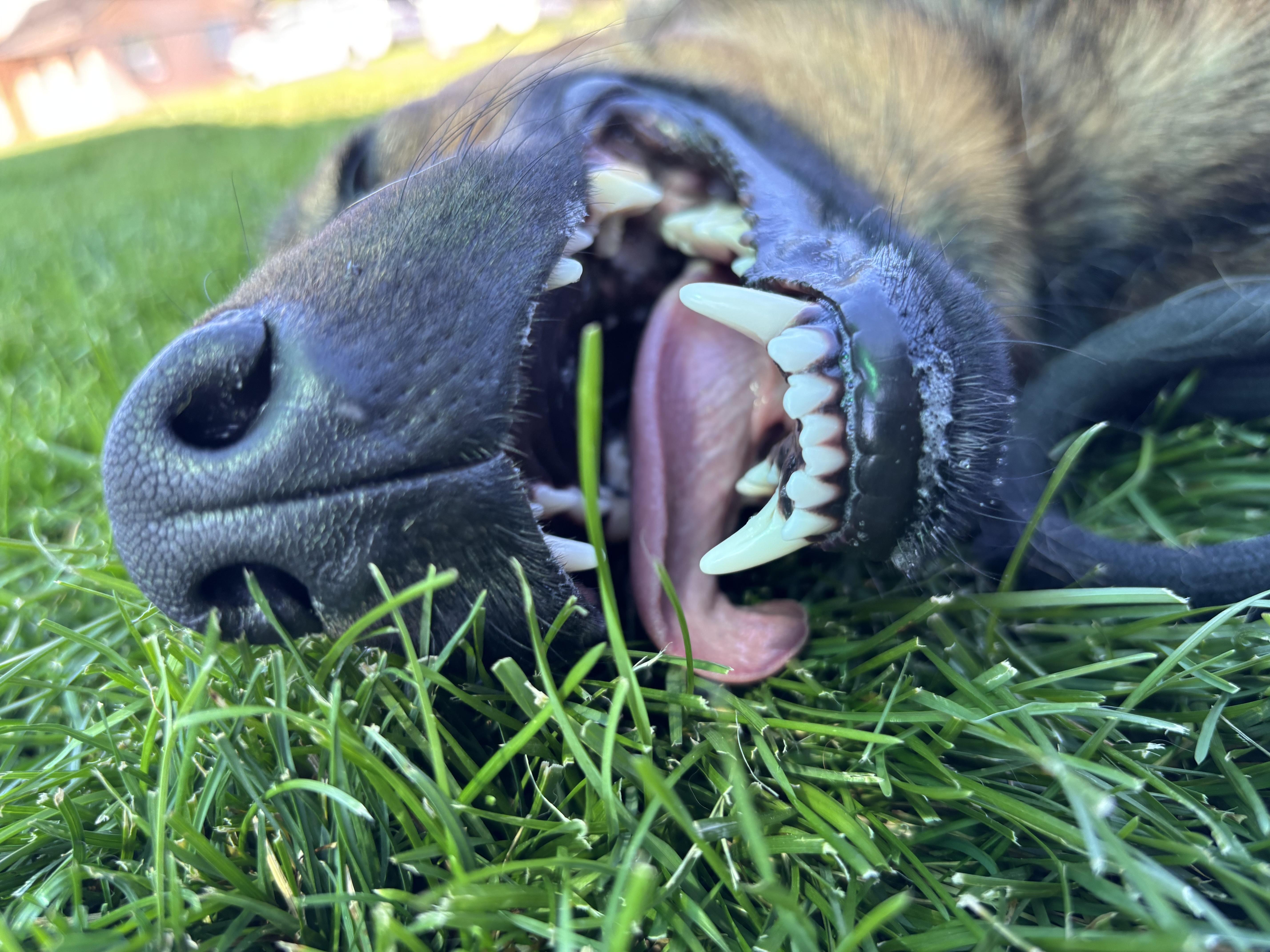 Enlarge Jazu, a Adopted German Shepherd Dog in Montrose, CO image 2/6