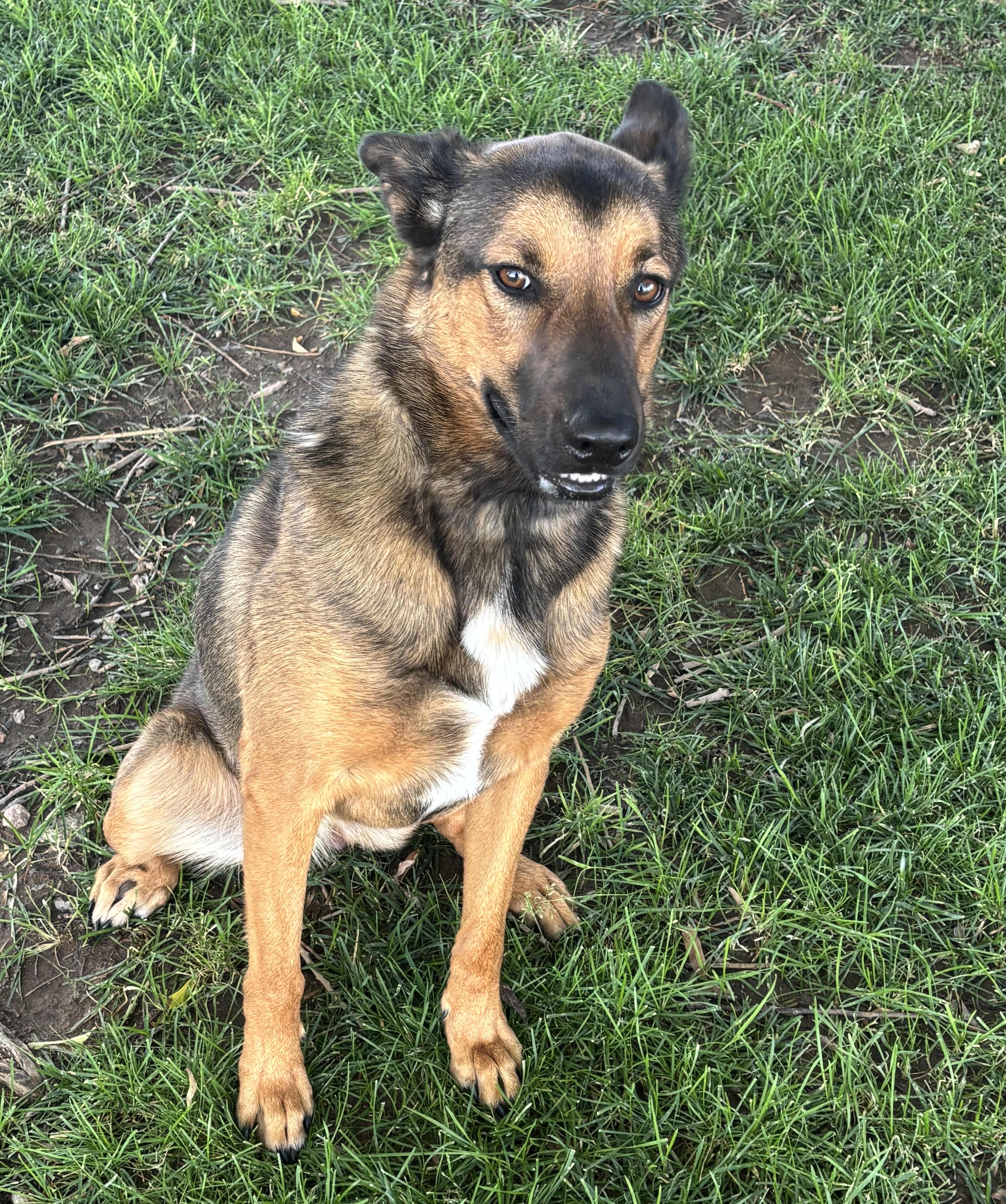 Enlarge Jazu, a Adopted German Shepherd Dog in Montrose, CO image 5/6