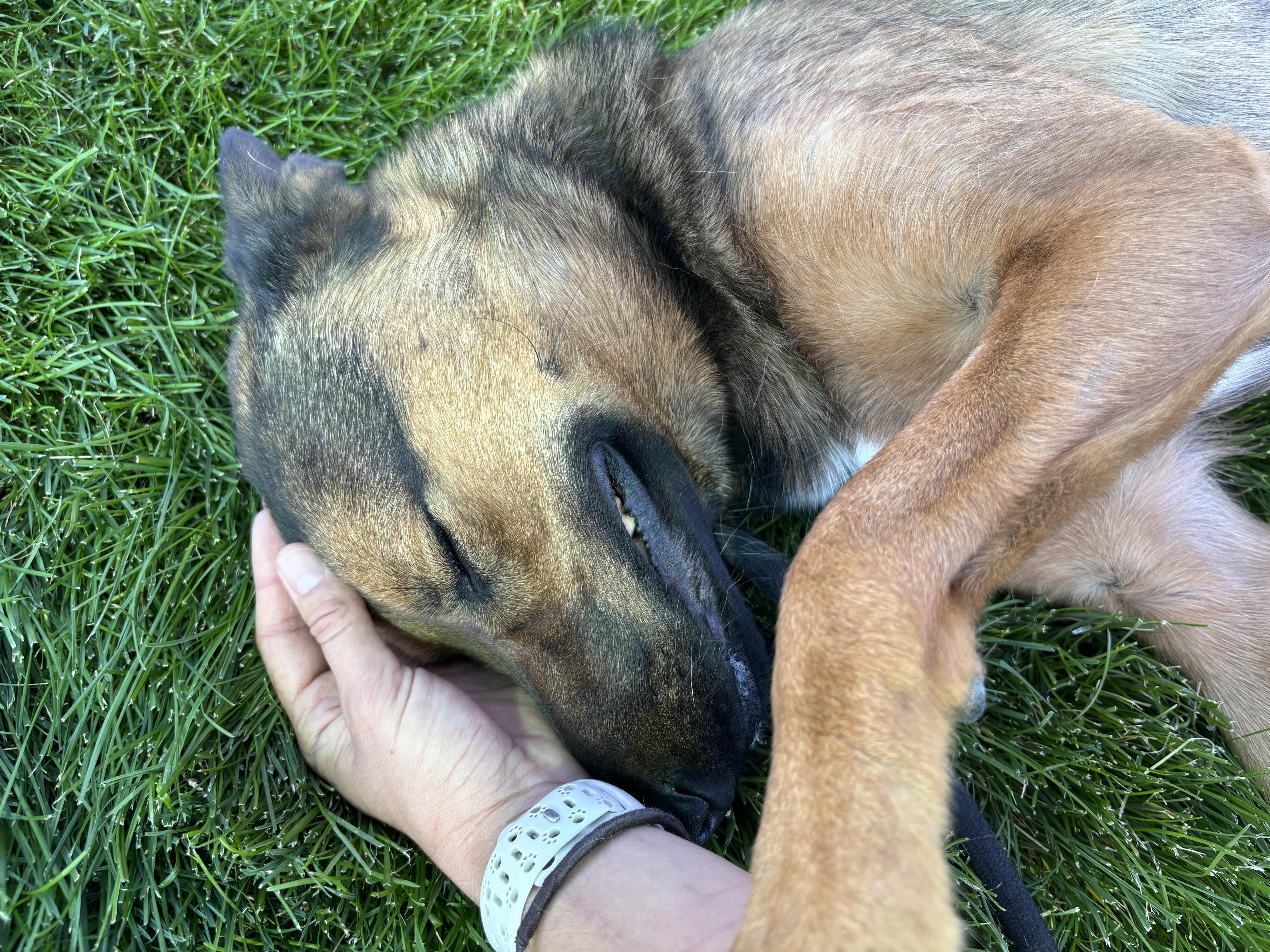 Enlarge Jazu, a Adopted German Shepherd Dog in Montrose, CO image 4/6