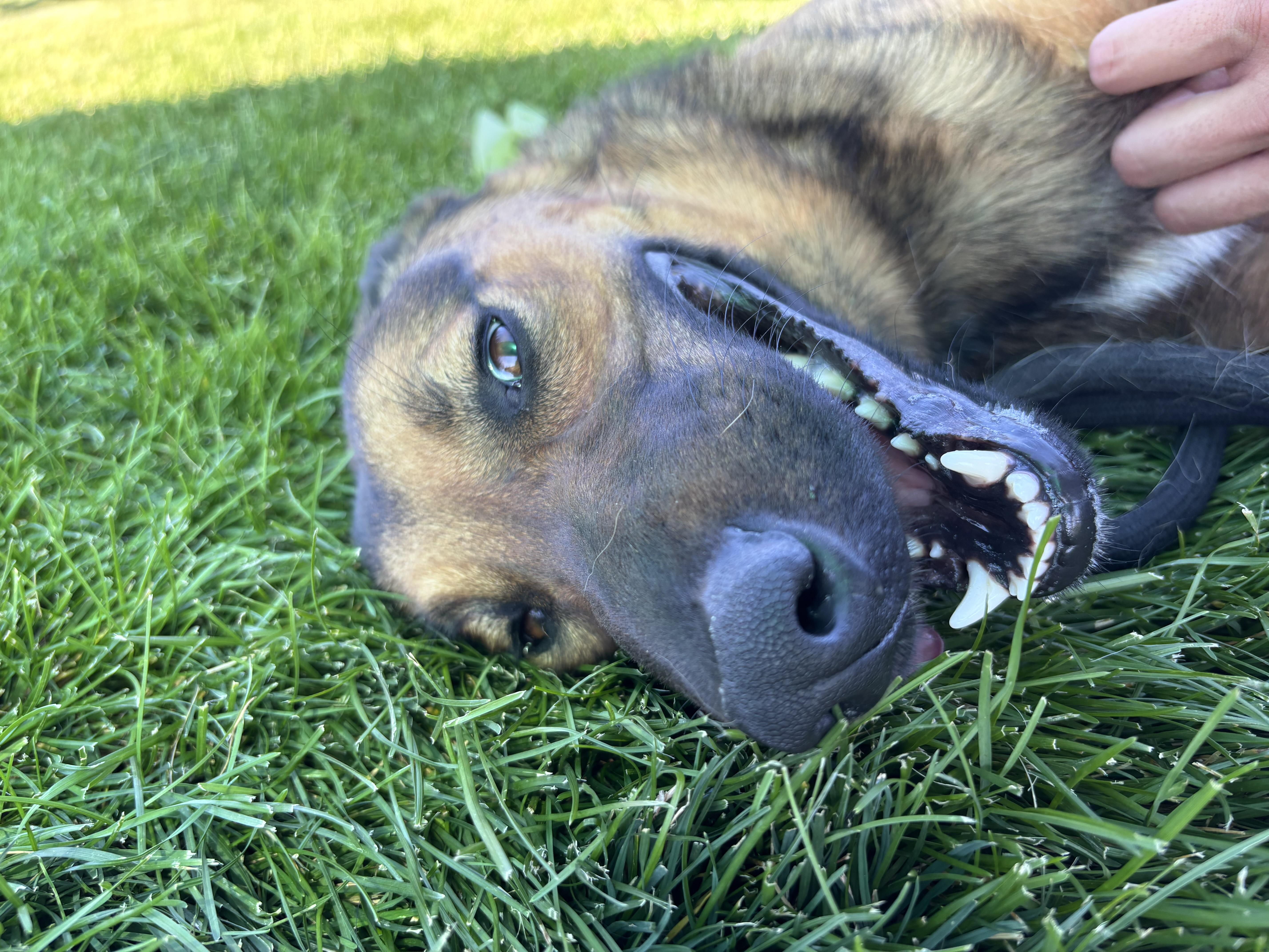 Jazu, Adopted, Adult Female German Shepherd Dog.