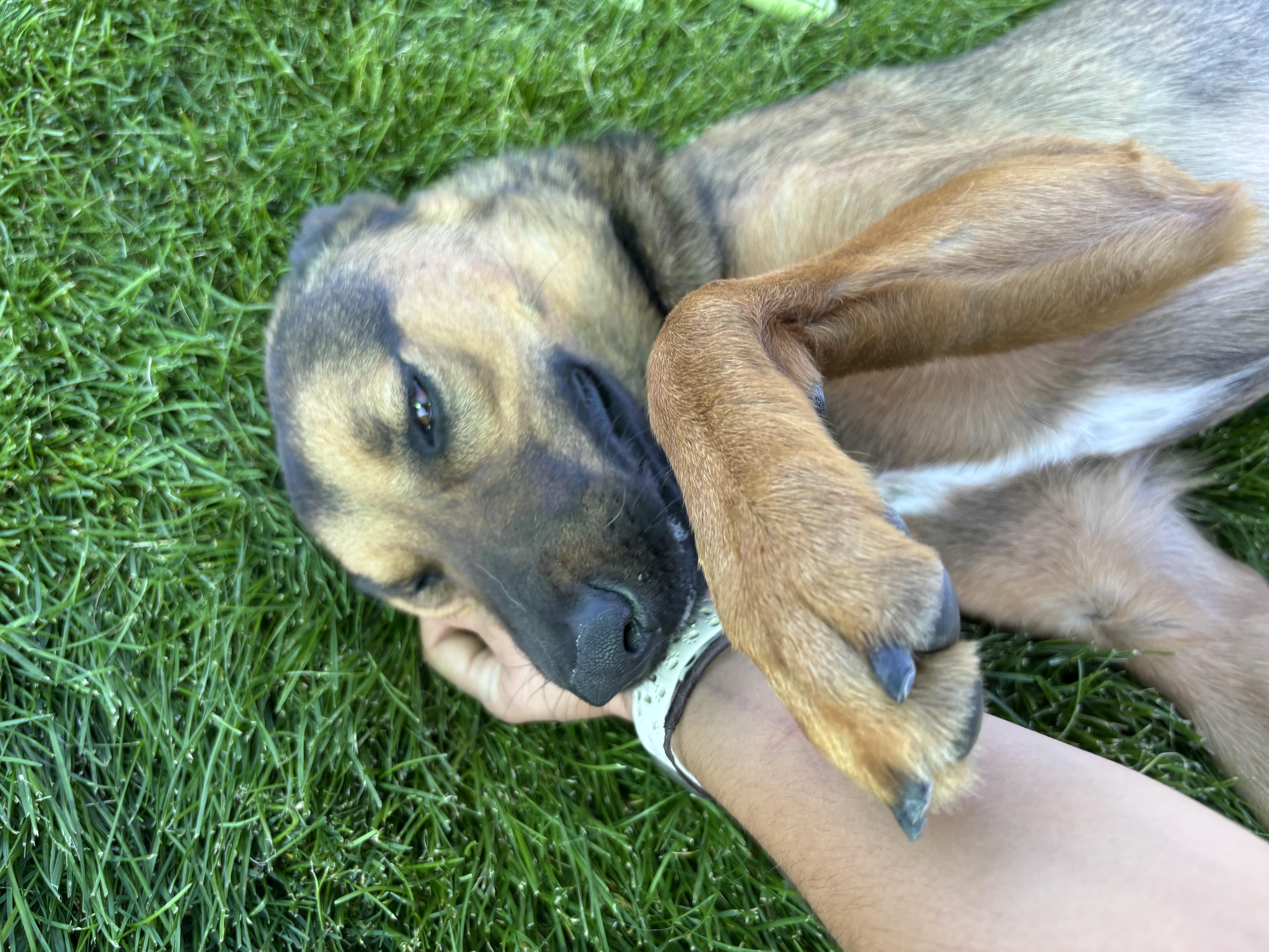 Enlarge Jazu, a Adopted German Shepherd Dog in Montrose, CO image 3/6