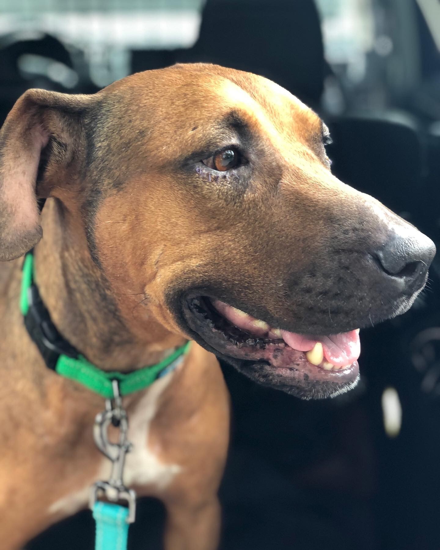 Sadie