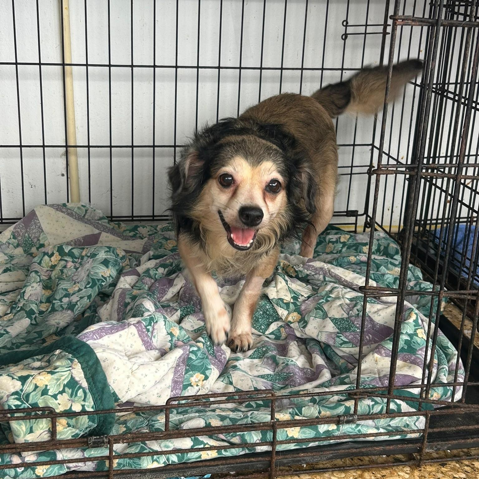 Enlarge Camilio, a Adoptable mixed breed in Albion, NY image 1/4