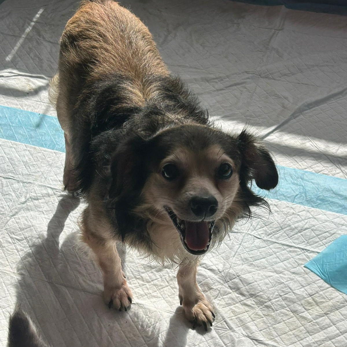 Enlarge Camilio, a Adoptable mixed breed in Albion, NY image 2/4