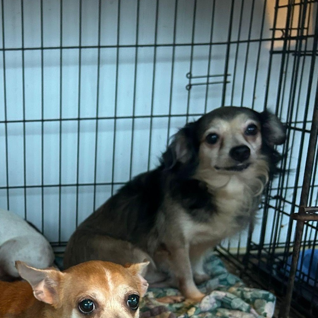 Enlarge Camilio, a Adoptable mixed breed in Albion, NY image 4/4