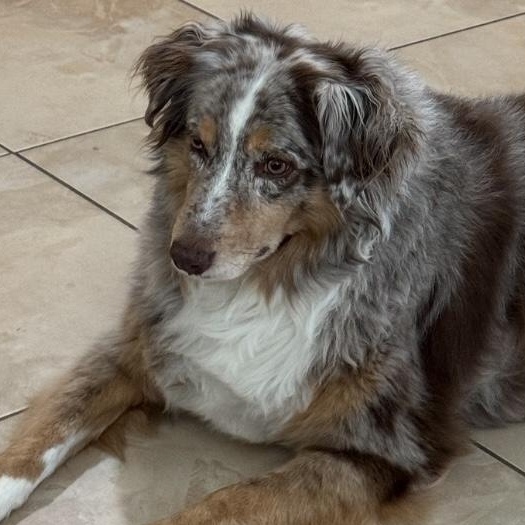 Stella, Adult Female unknown