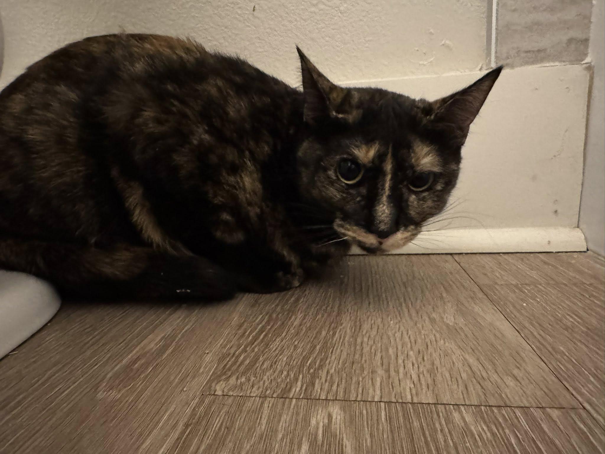 Enlarge Roxy, an adopted mixed breed in Snyder, TX image 2/4