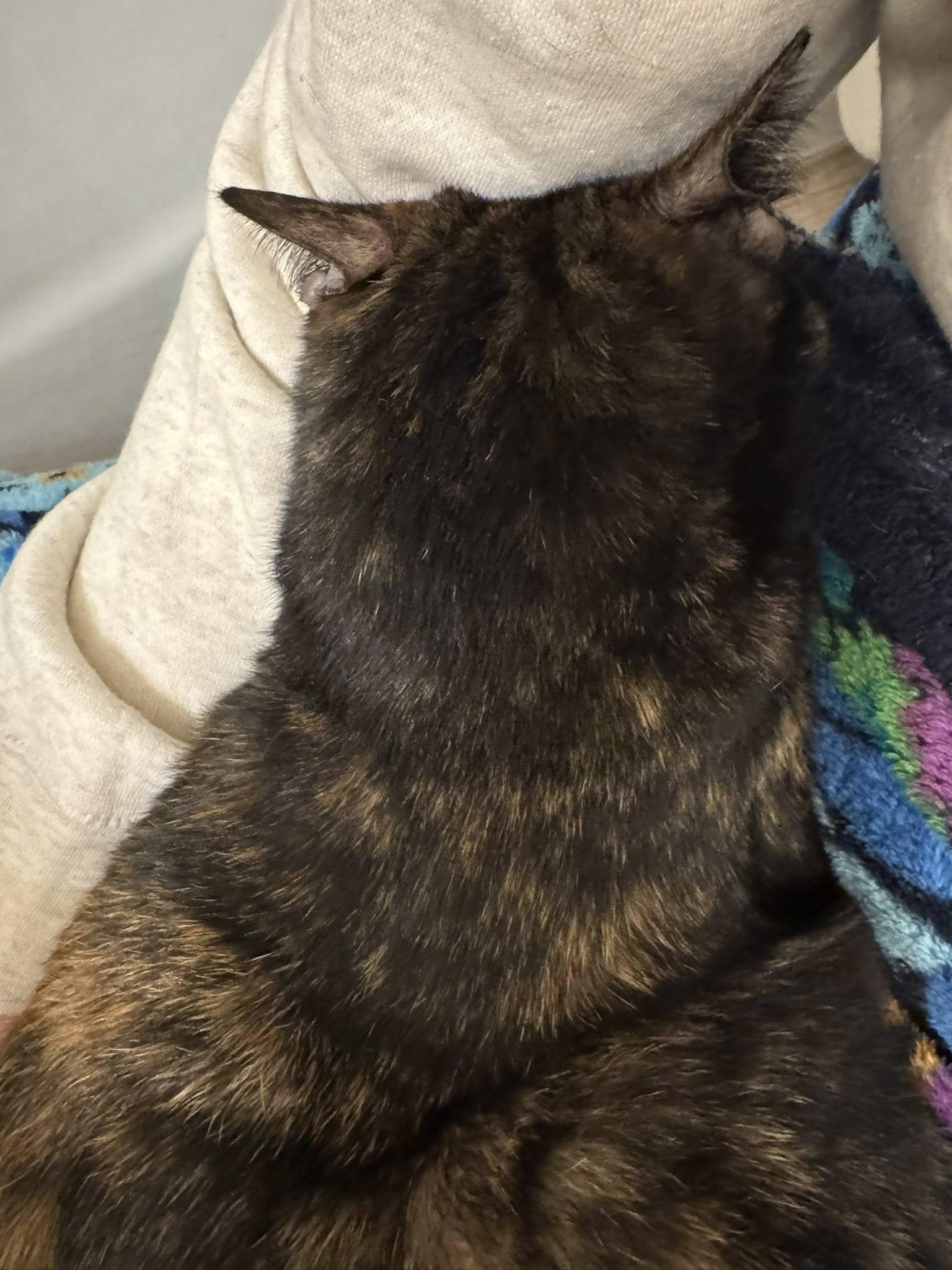 Enlarge Roxy, an adopted mixed breed in Snyder, TX image 4/4