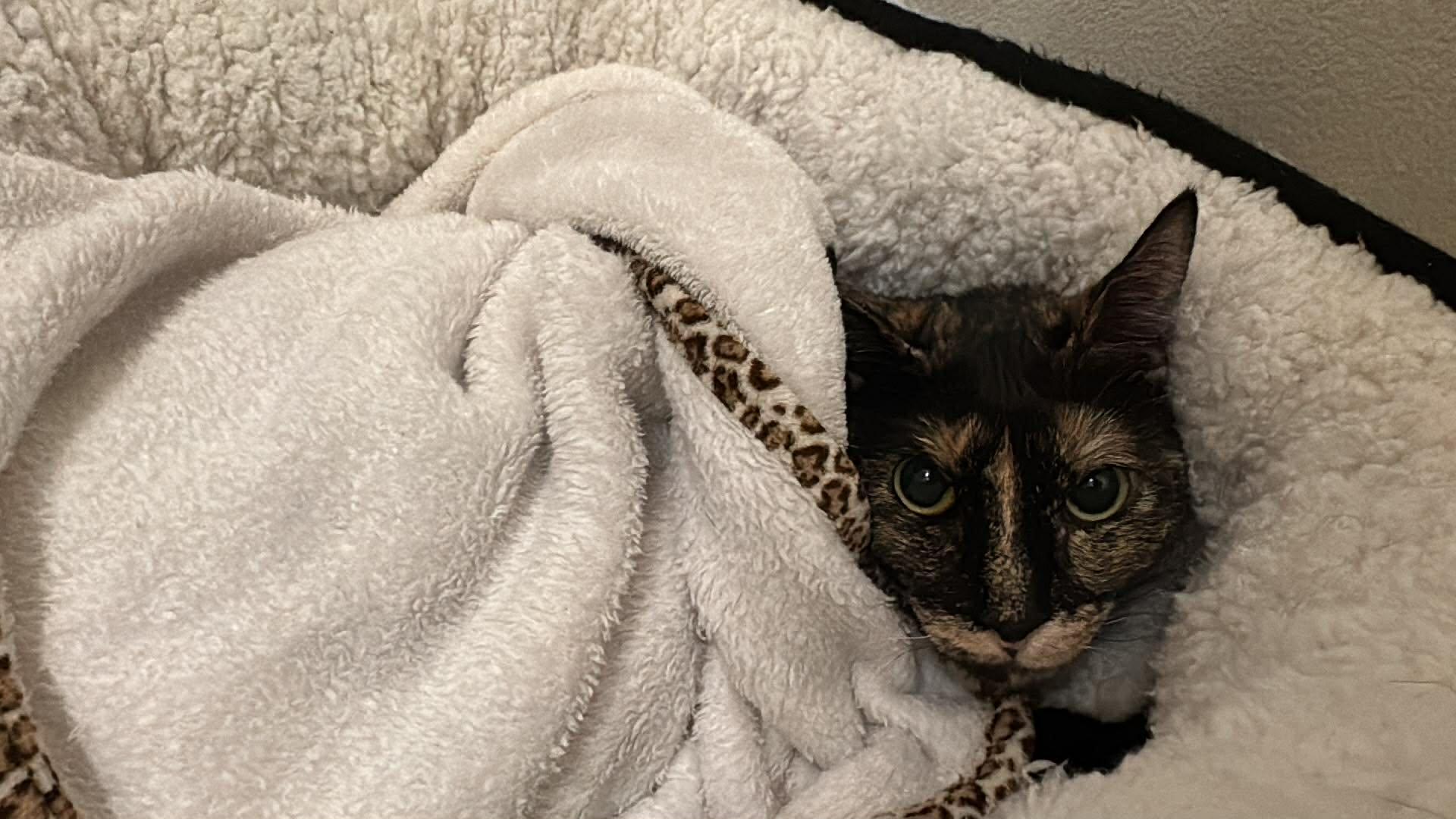 Enlarge Roxy, an adopted mixed breed in Snyder, TX image 3/4