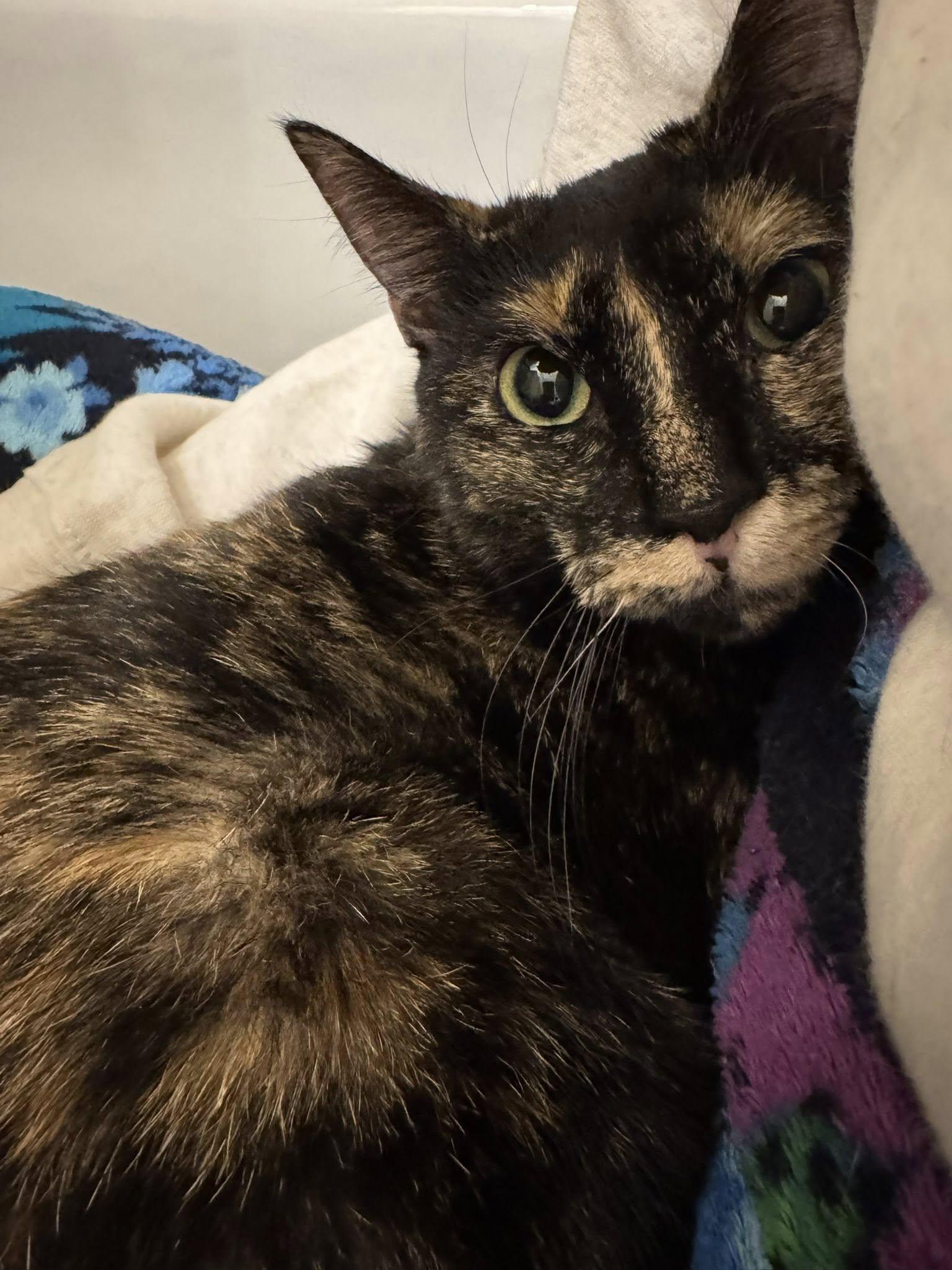 Enlarge Roxy, an adopted mixed breed in Snyder, TX image 1/4