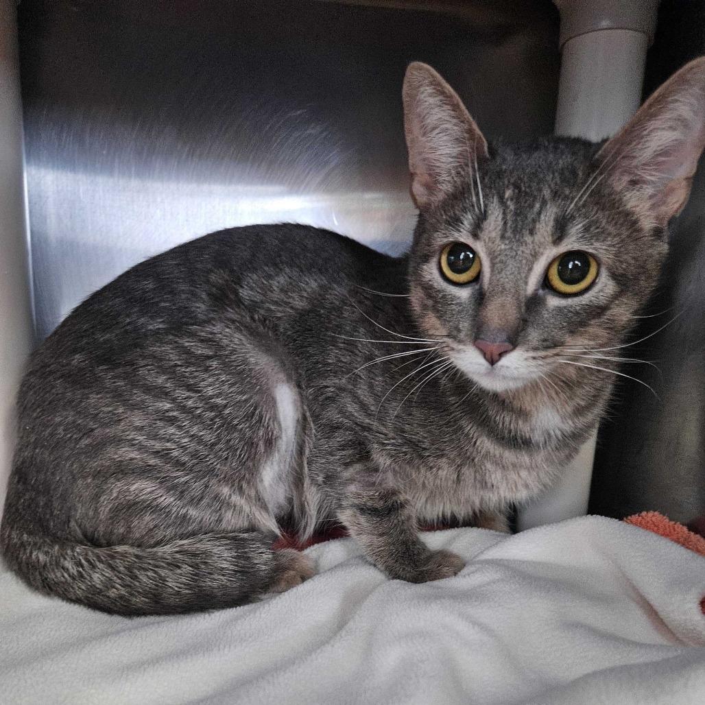 Enlarge Trunk, a Adoptable Domestic Short Hair in Dover, NH image 1/2