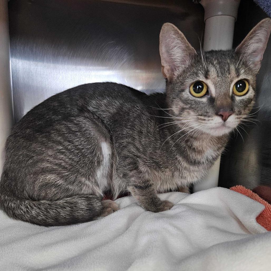 Enlarge Trunk, a Adoptable Domestic Short Hair in Dover, NH image 2/2