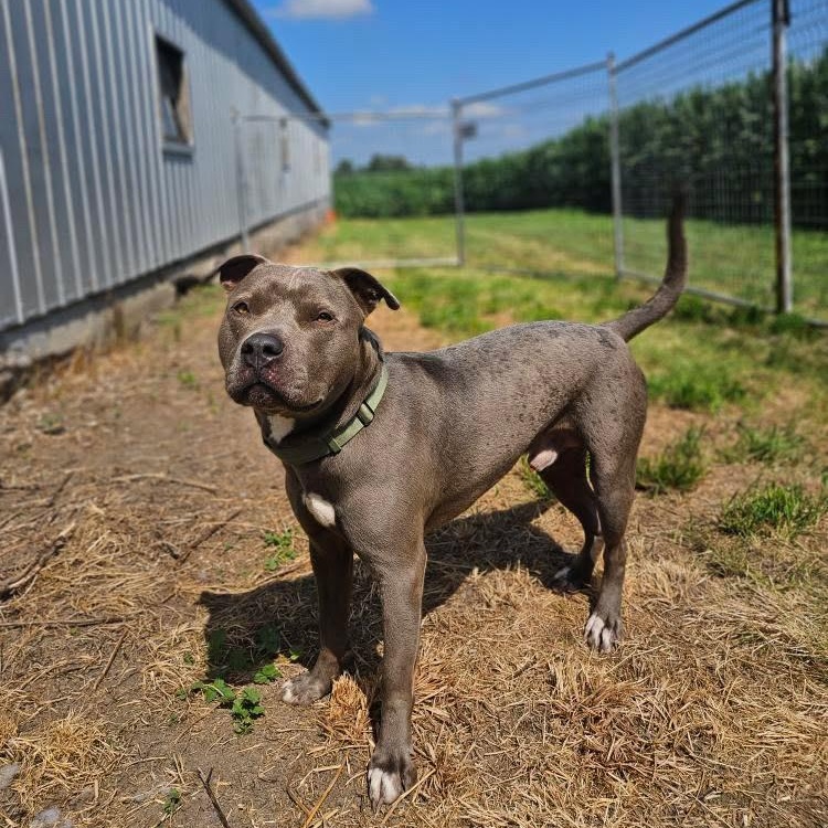 Titan, Adoptable, Young Male American Bulldog.