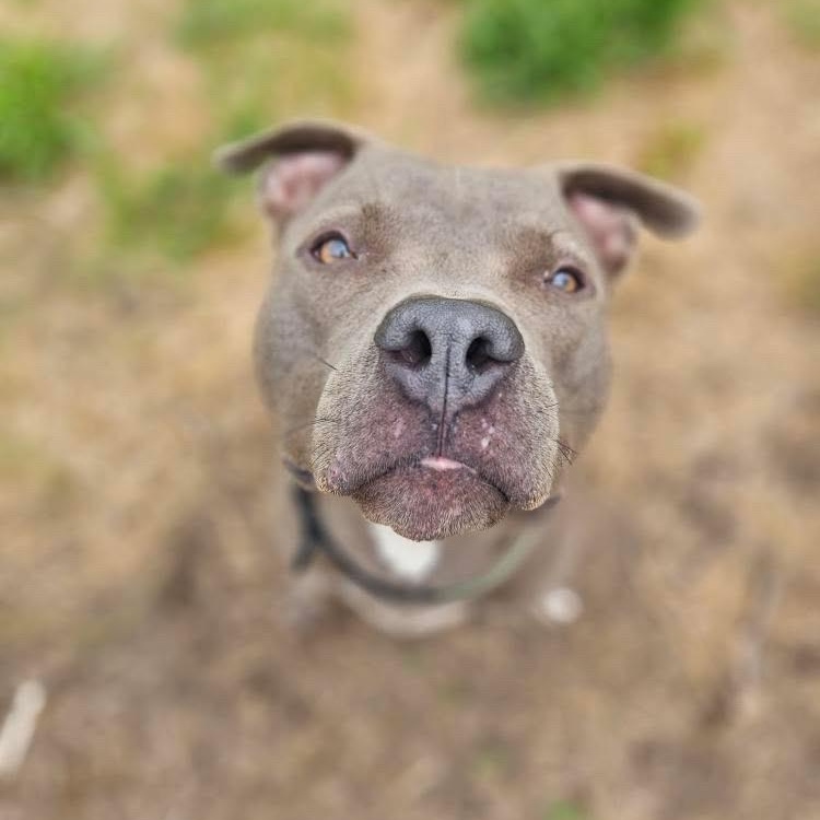 Titan, a Adoptable mixed breed in KITCHENER, ON image 2/6