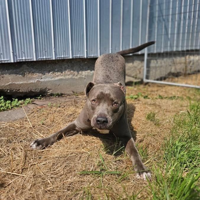 Titan, a Adoptable mixed breed in KITCHENER, ON image 3/6