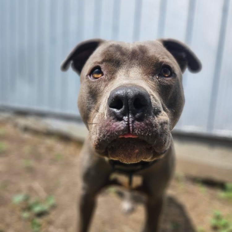 Titan, a Adoptable mixed breed in KITCHENER, ON image 4/6