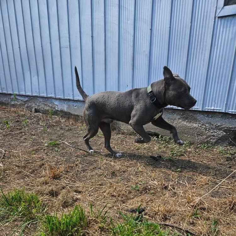 Titan, a Adoptable mixed breed in KITCHENER, ON image 5/6