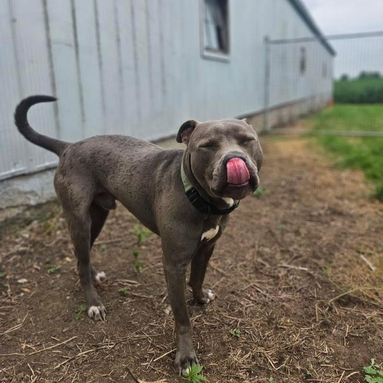 Titan, a Adoptable mixed breed in KITCHENER, ON image 6/6