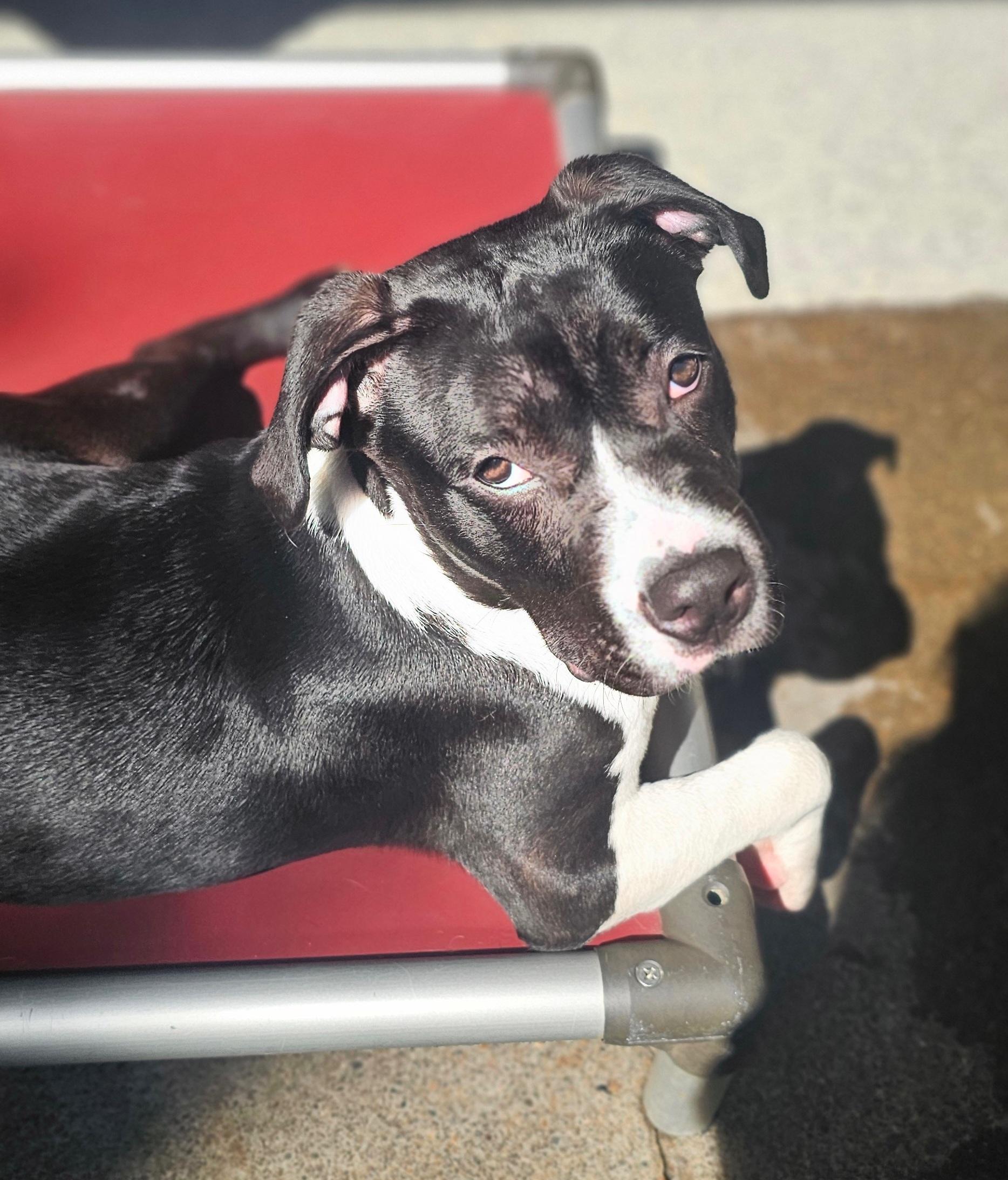 Enlarge Crispin, a ADOPTABLE mixed breed in Salem, OR image 2/2