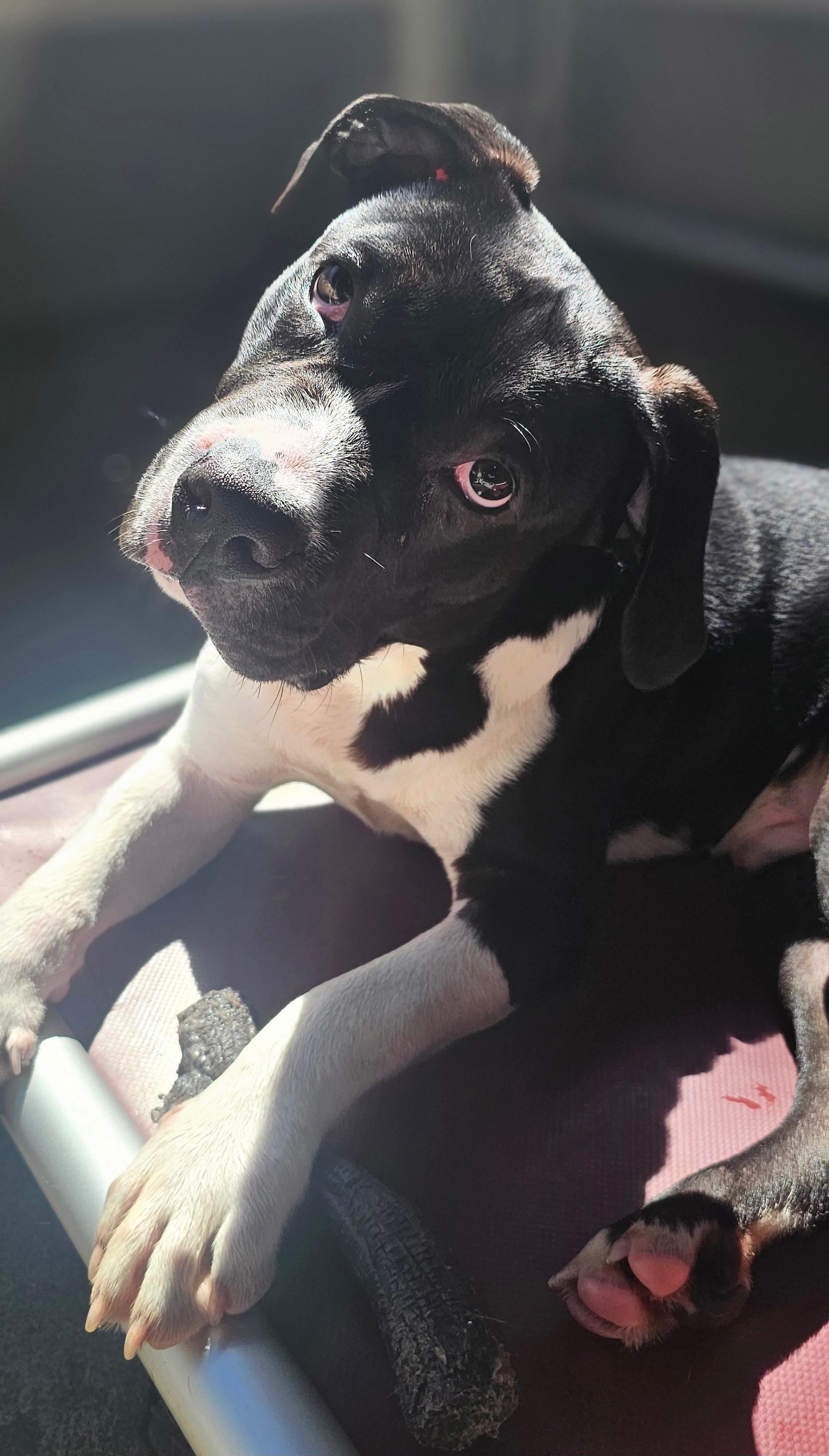 Enlarge Crispin, a ADOPTABLE mixed breed in Salem, OR image 1/2