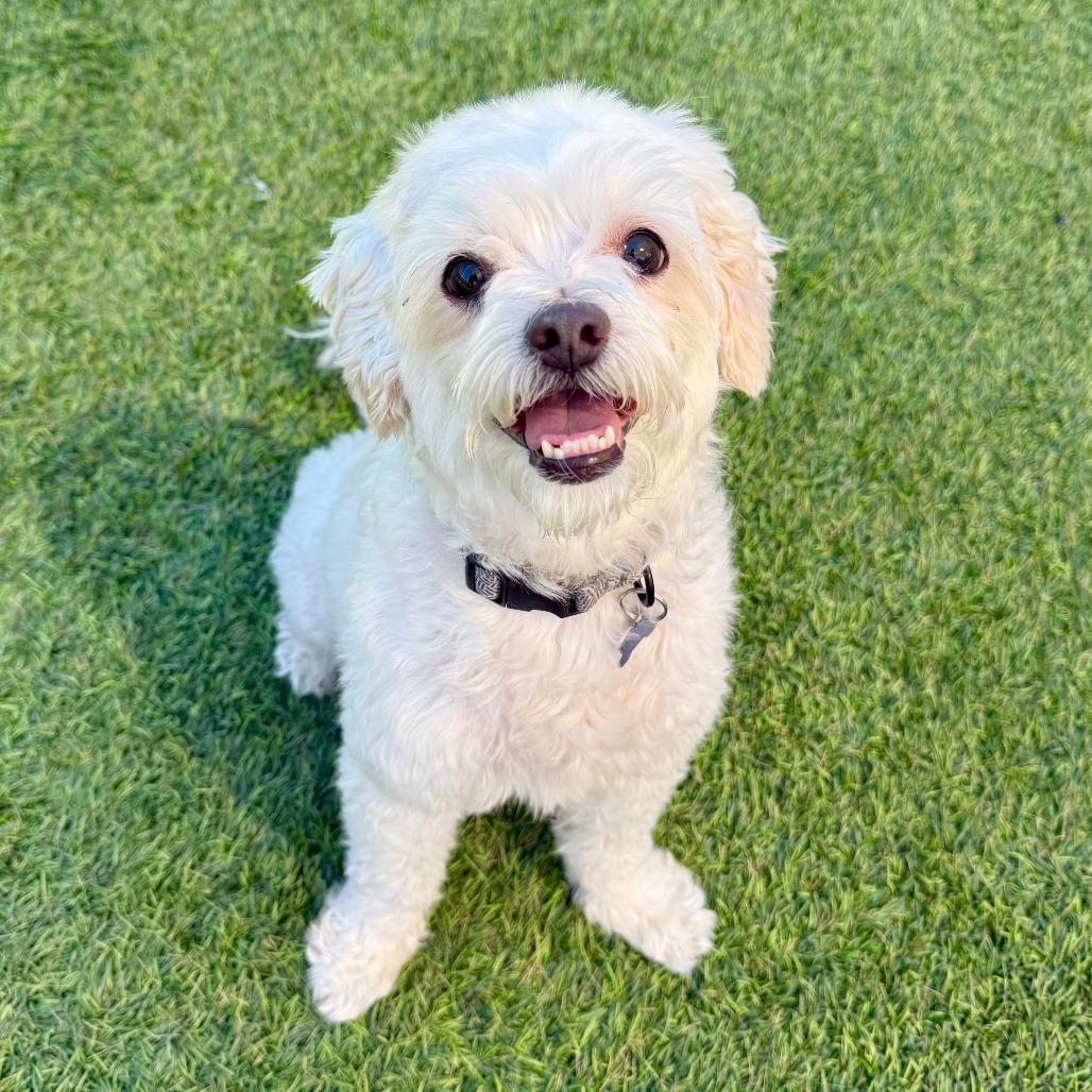 Enlarge Lucky, a Adoptable mixed breed in Agoura Hills, CA image 1/4
