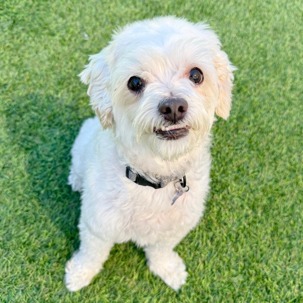 Enlarge Lucky, a Adoptable mixed breed in Agoura Hills, CA image 2/4
