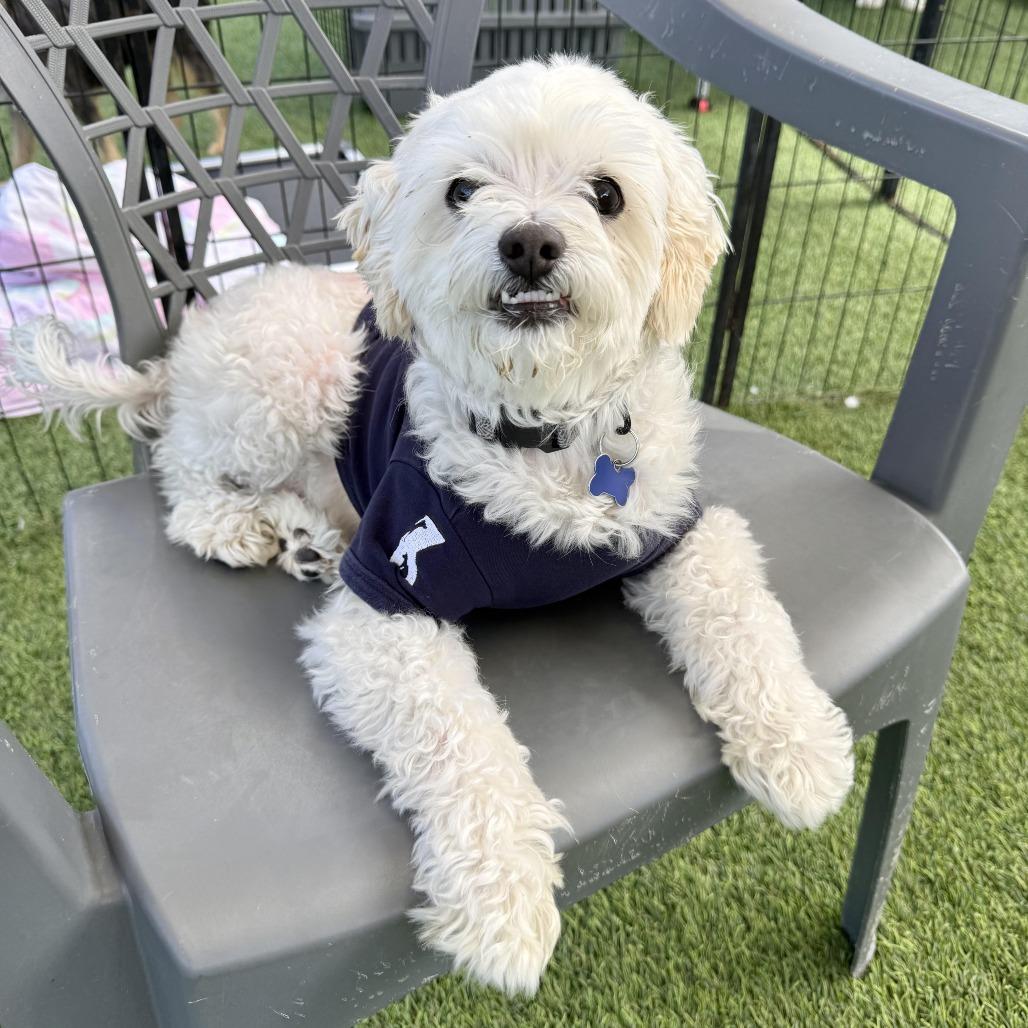 Enlarge Lucky, a Adoptable mixed breed in Agoura Hills, CA image 3/4