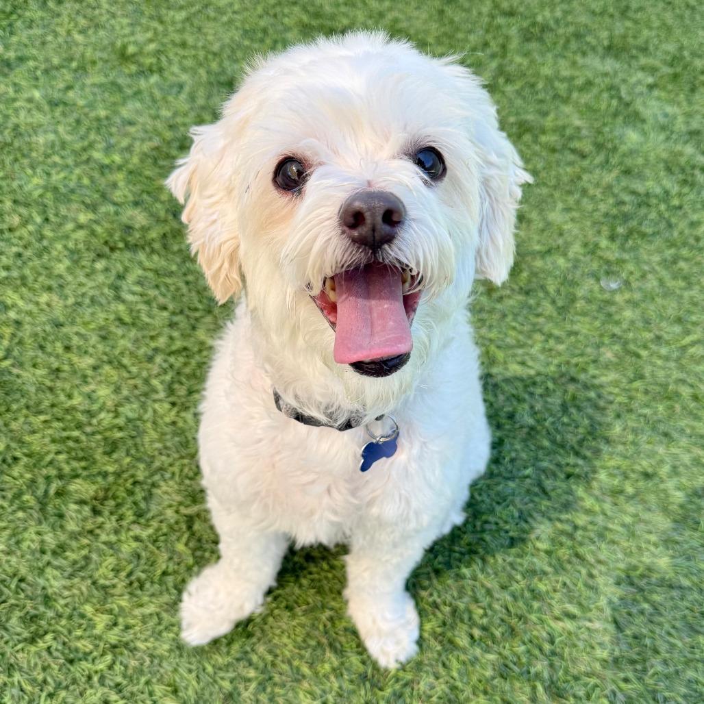 Enlarge Lucky, a Adoptable mixed breed in Agoura Hills, CA image 4/4