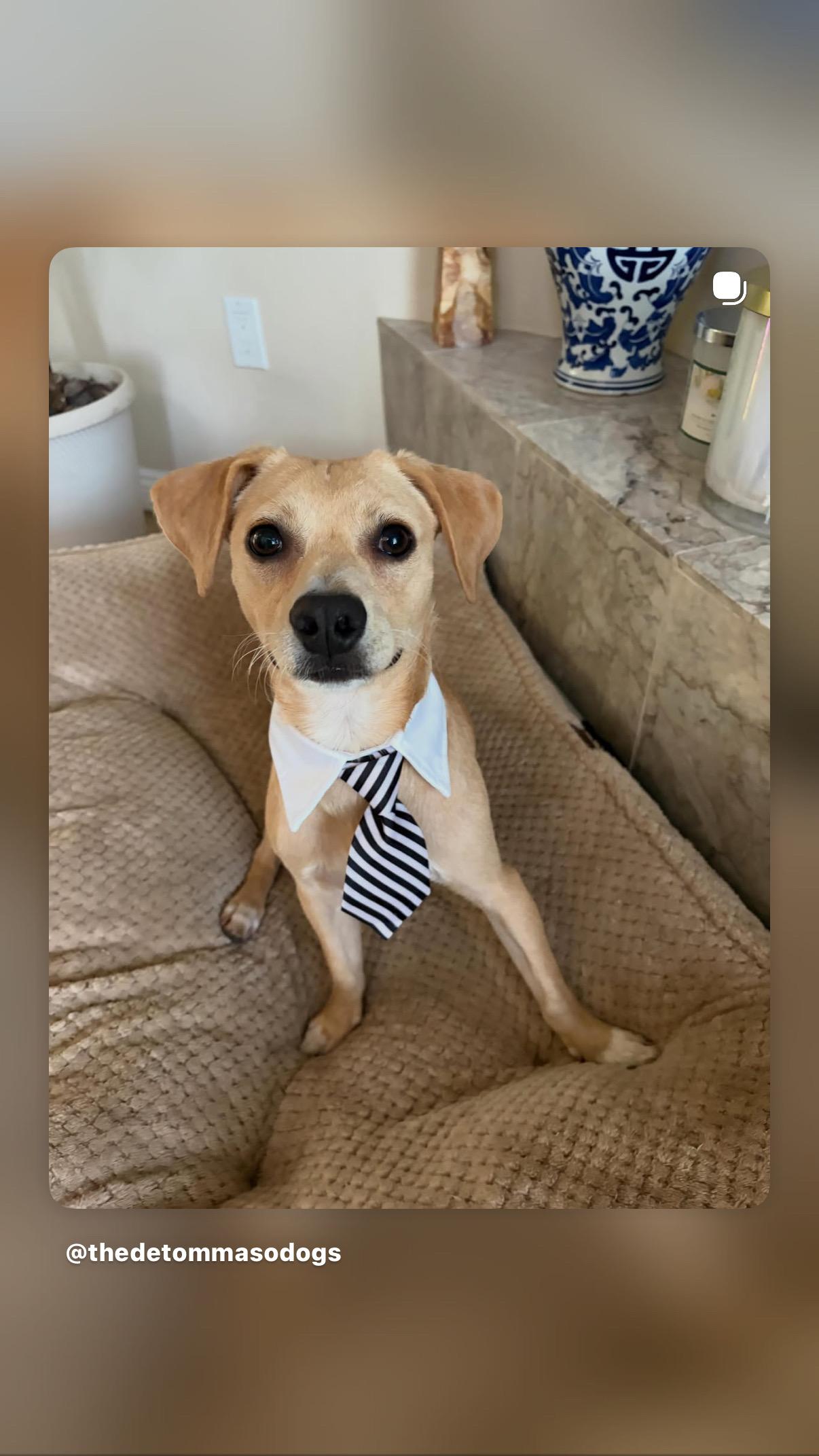 Chuy, an adoptable mixed breed in Poway, CA image 2/4