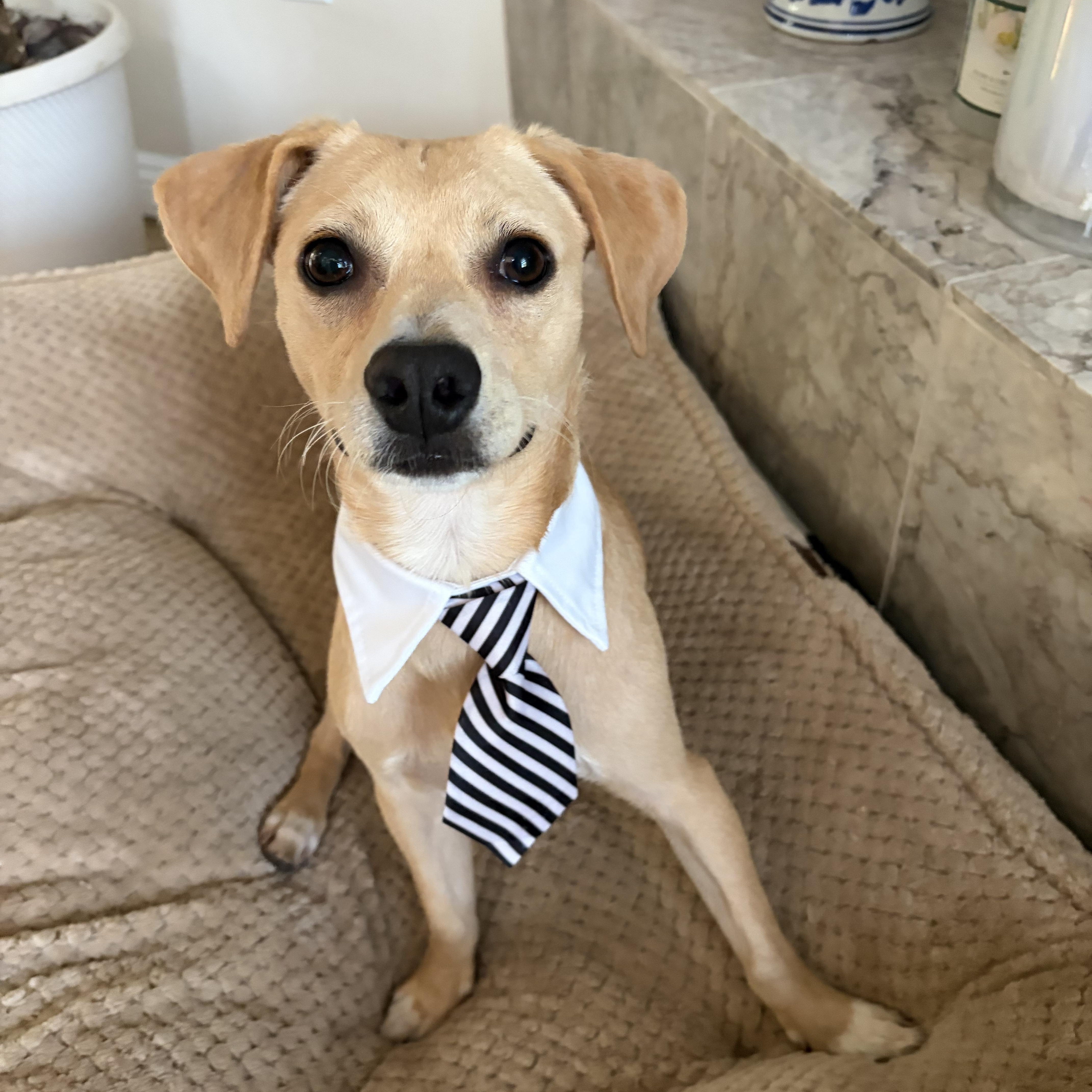 Chuy, adoptable, Young Male Jack Russell Terrier & Chihuahua.