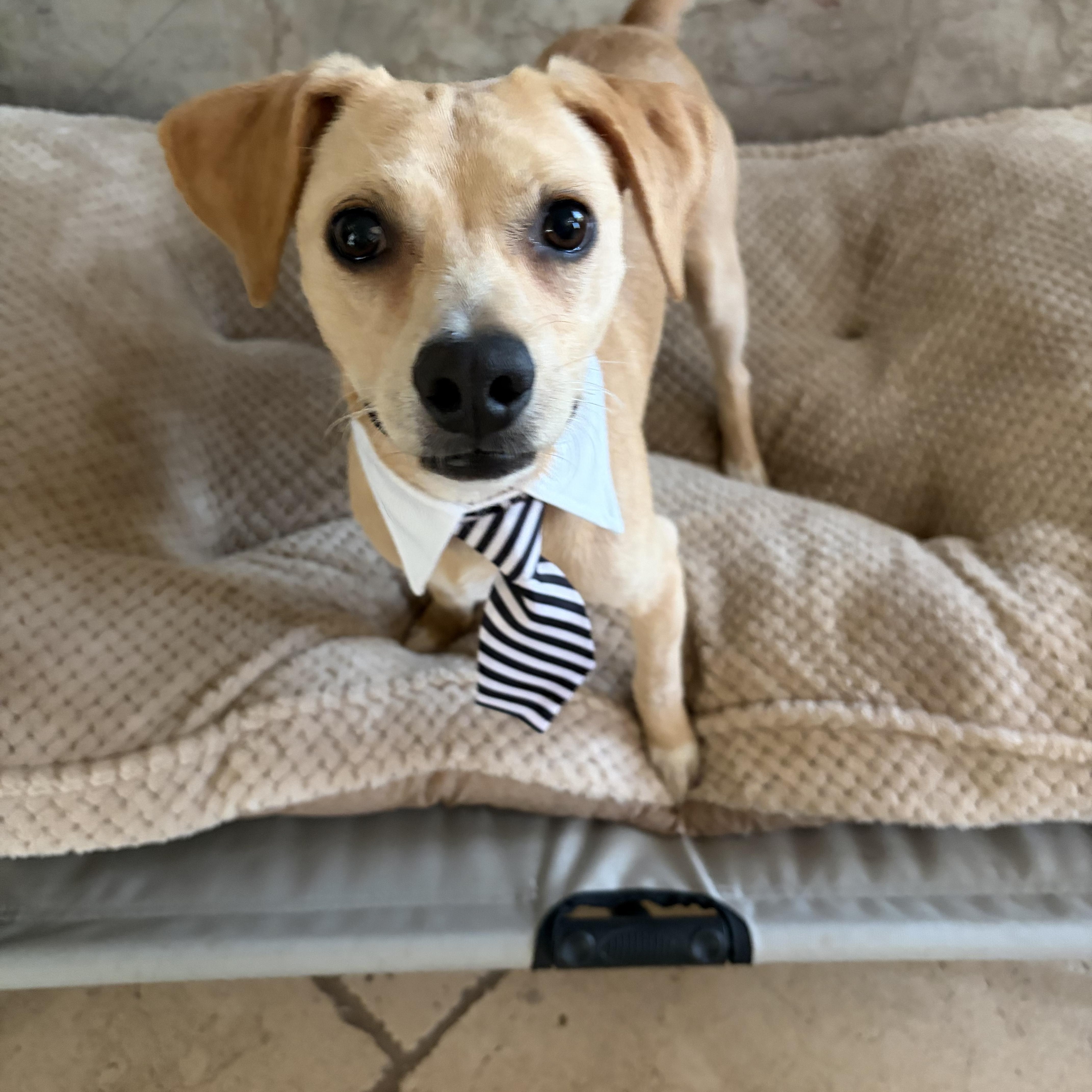 Chuy, an adoptable mixed breed in Poway, CA image 4/4