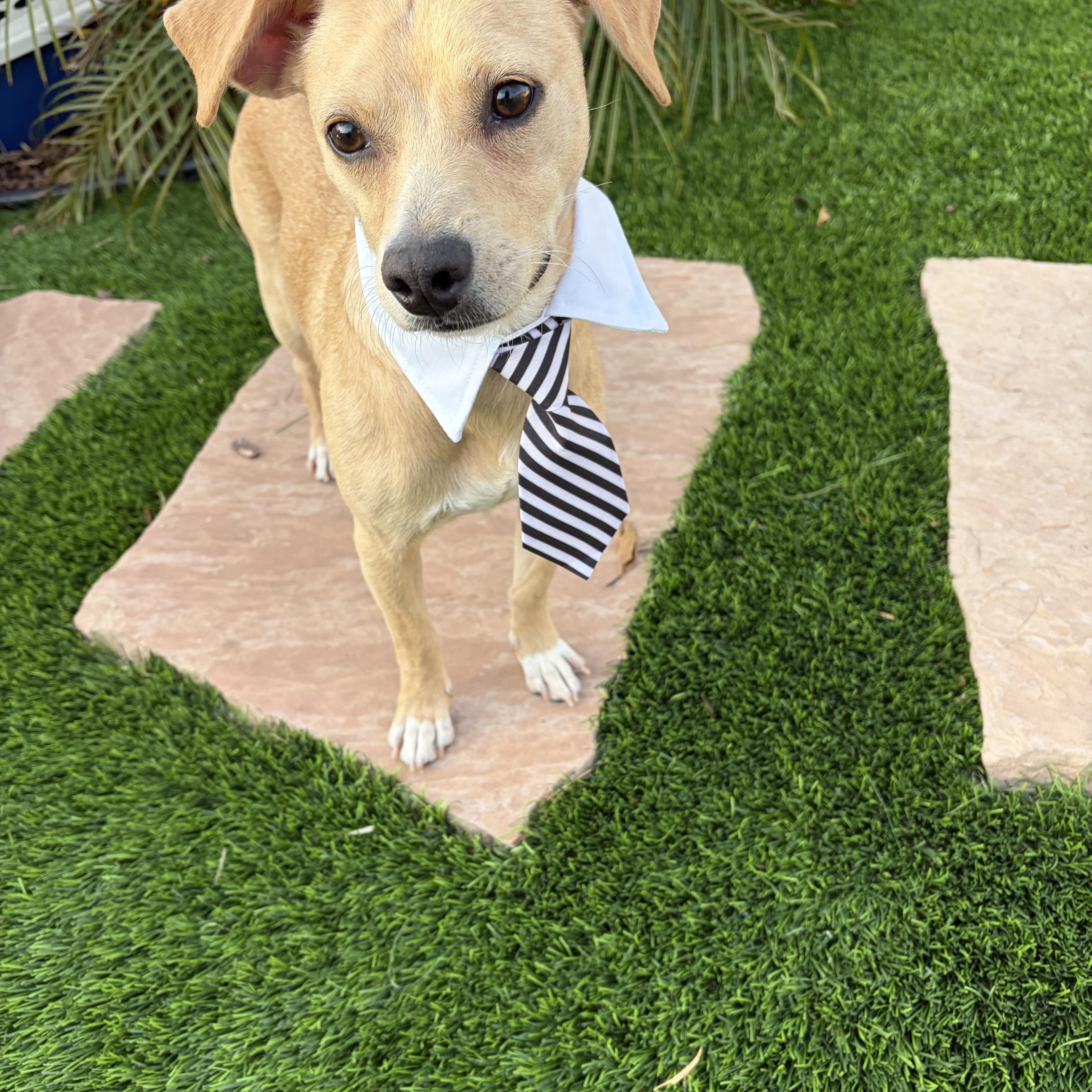 Chuy, an adoptable mixed breed in Poway, CA image 3/4